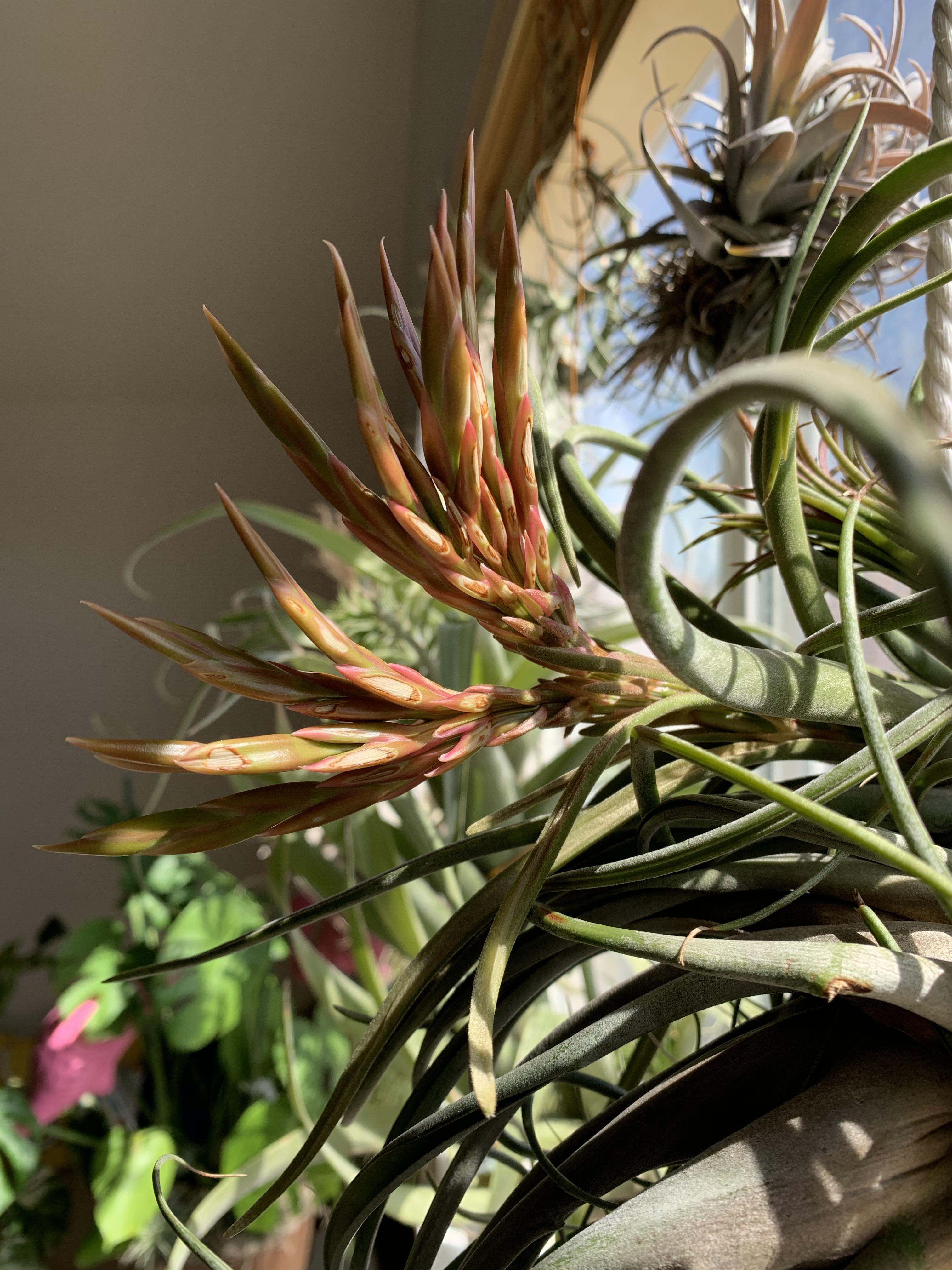 My medusae is going to have a hell a show(hopefully soon) r/airplants