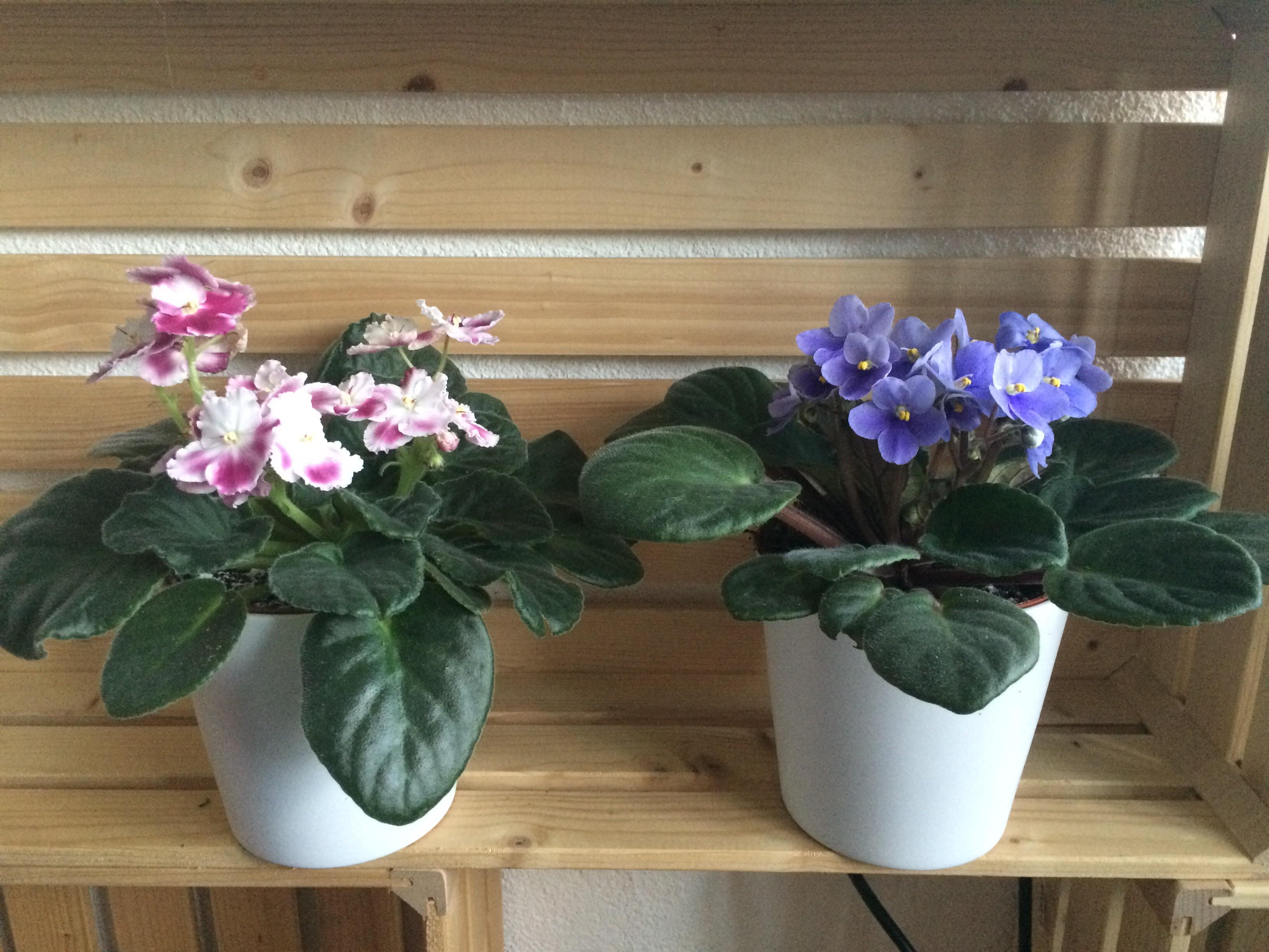 These two never stop blooming and make me feel like a good plant mom