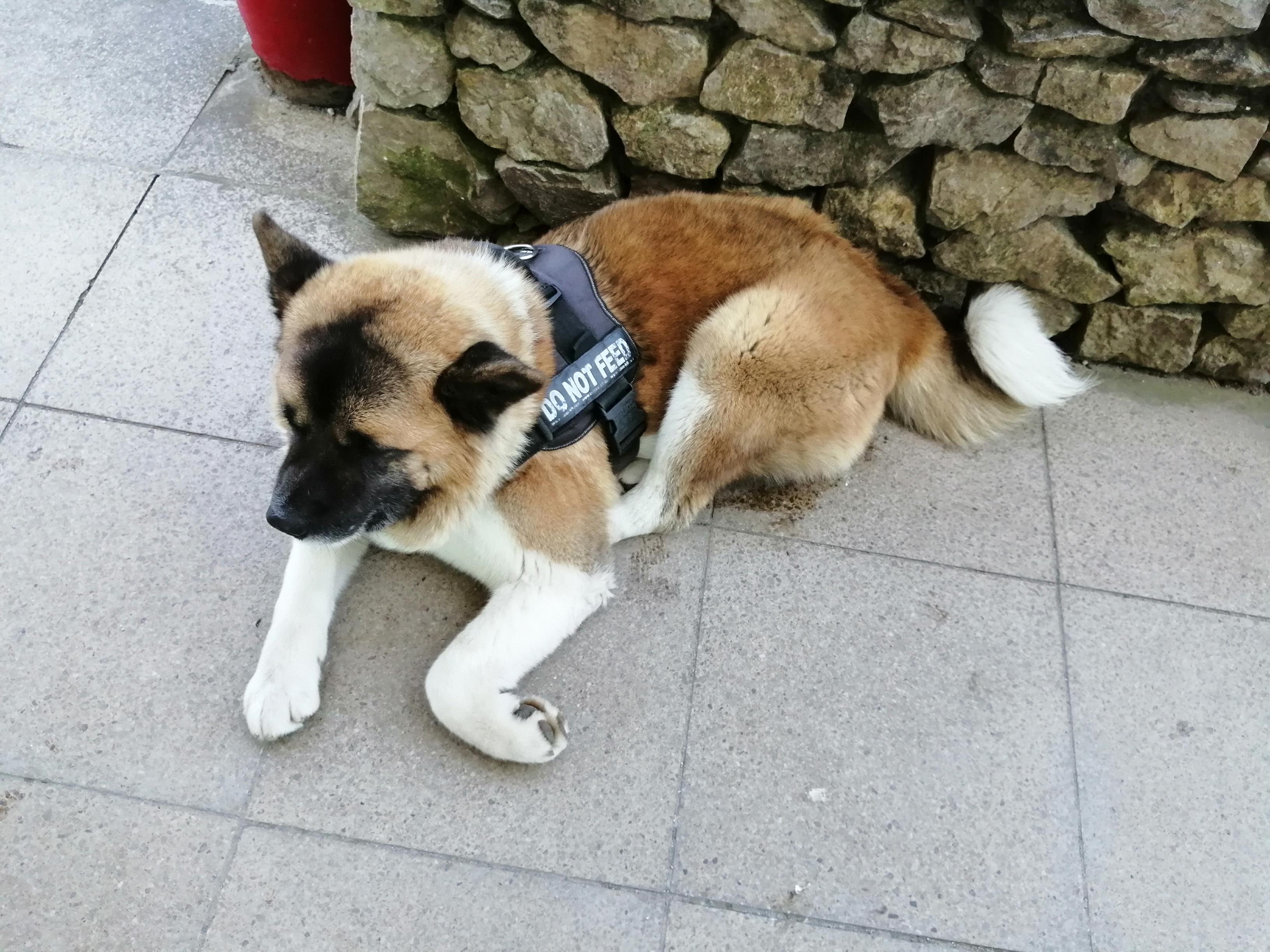 A big "guard" dog r/AbsoluteUnits