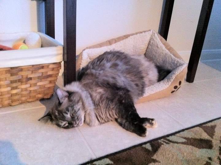 Too big for the bed ( r/aww