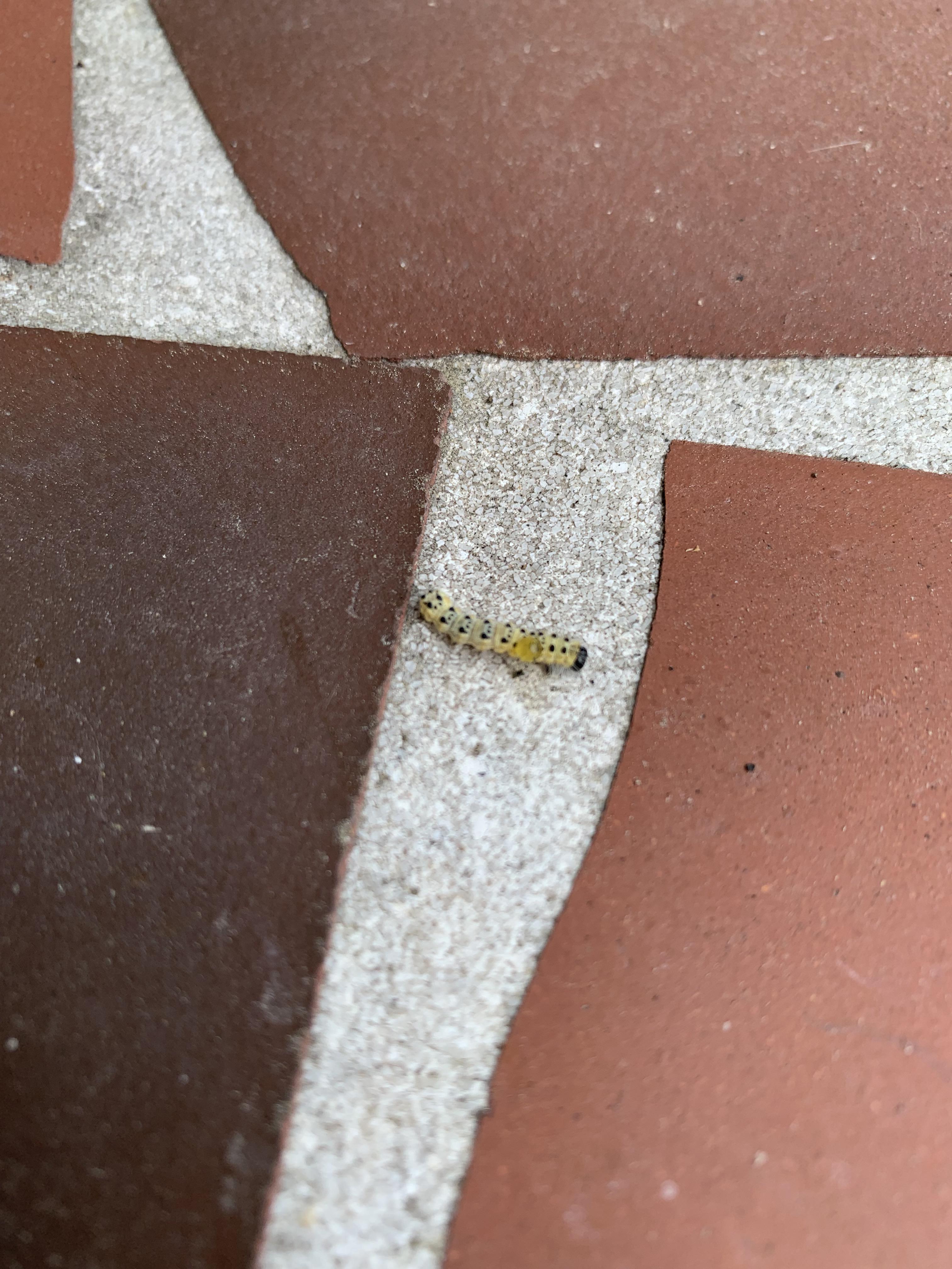 New Orleans, LA what is this caterpillar. Width of penny r/whatsthisbug