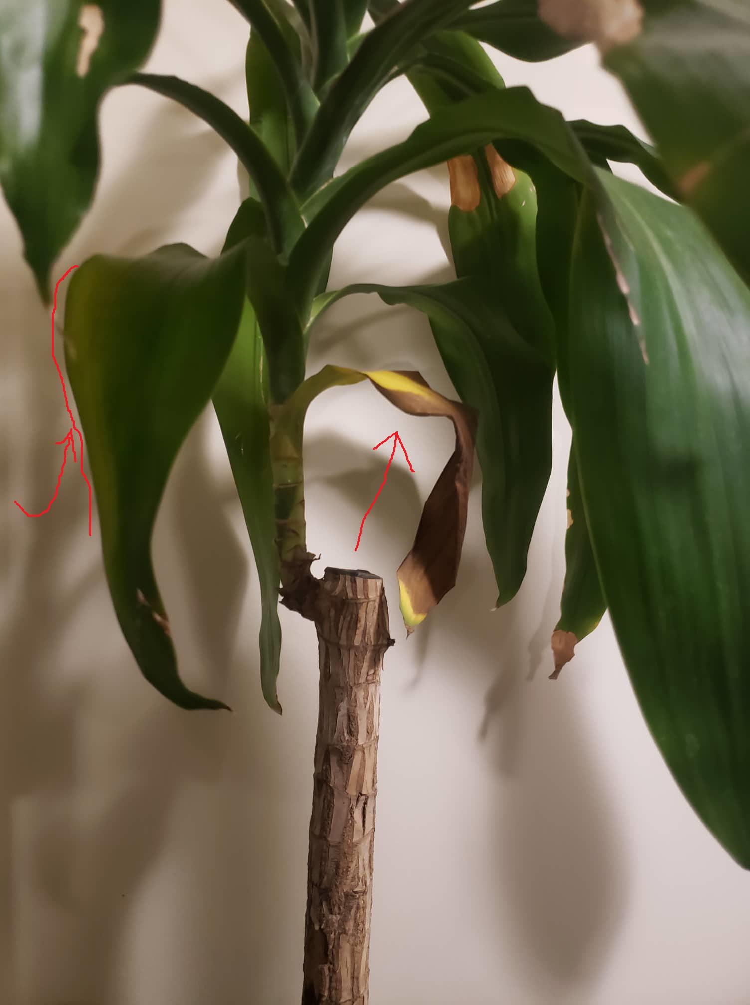Help! Why is my dracaena fragrans dropping leaves? r/plantclinic