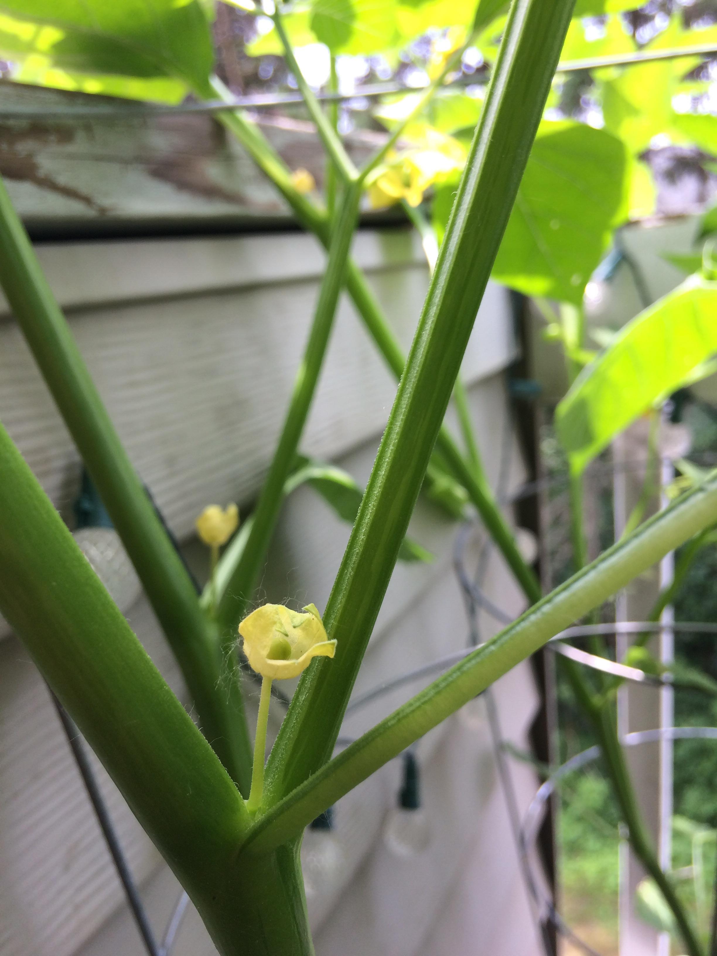Tomatillo plants flowering, but not producing fruit. Need advice! r