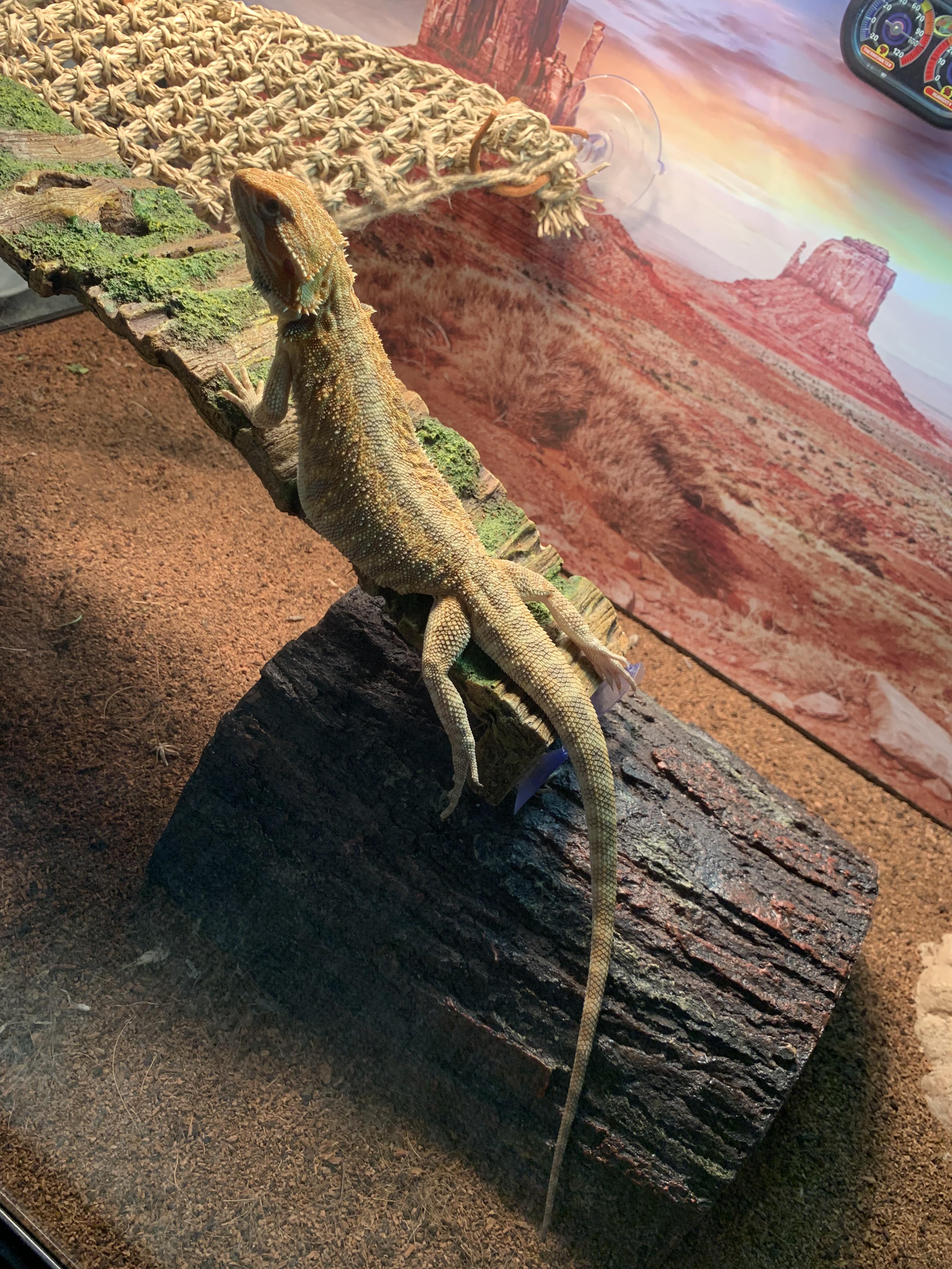 Consider the freckles of a bearded dragon? I want to join