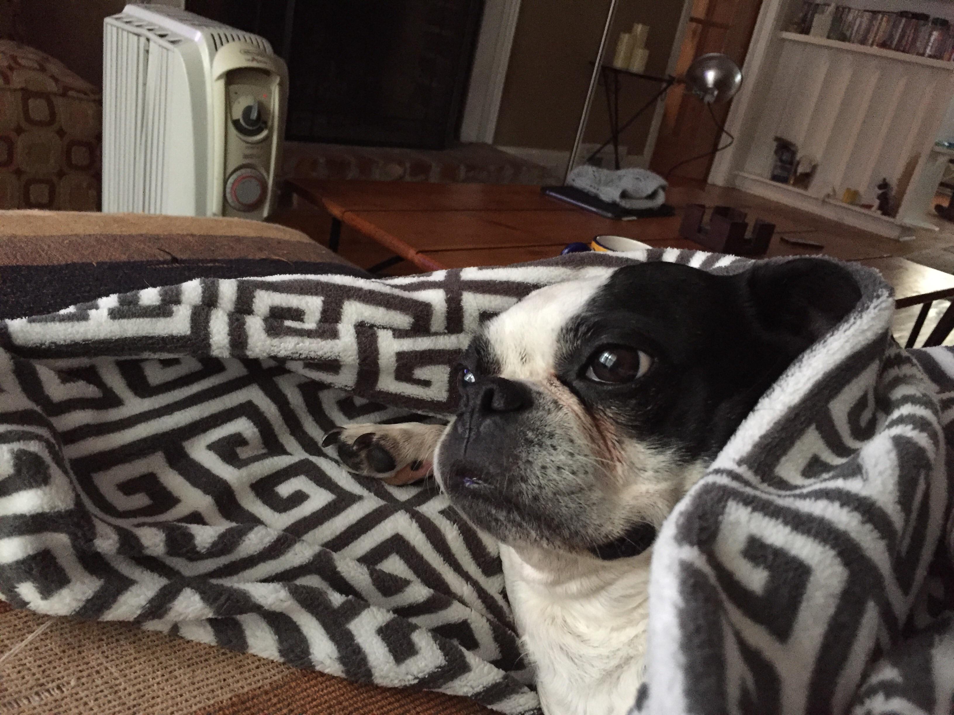Gertie loves my new electric blanket... r/BostonTerrier