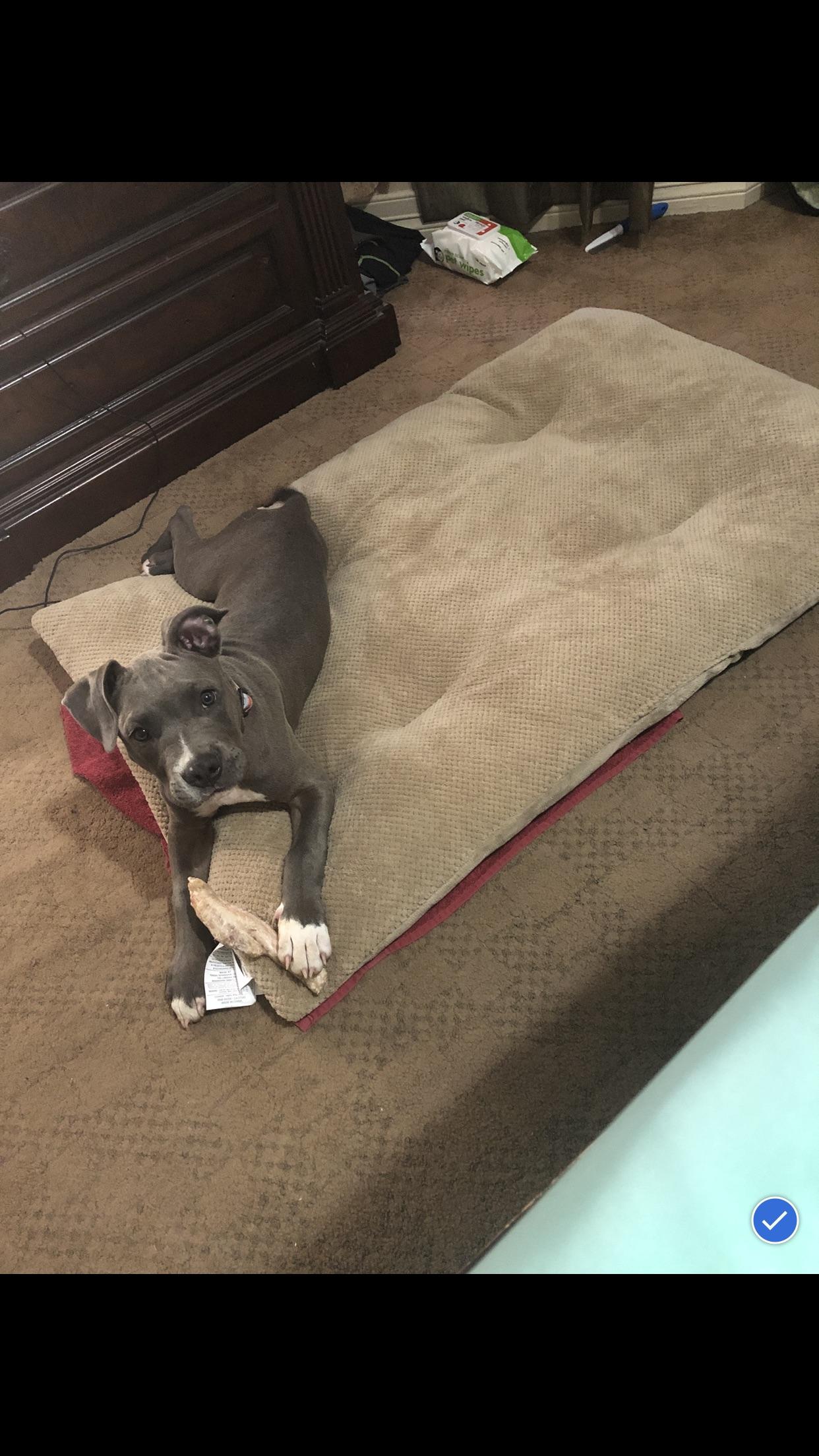 Rocky loving his new bed r/pitbulls