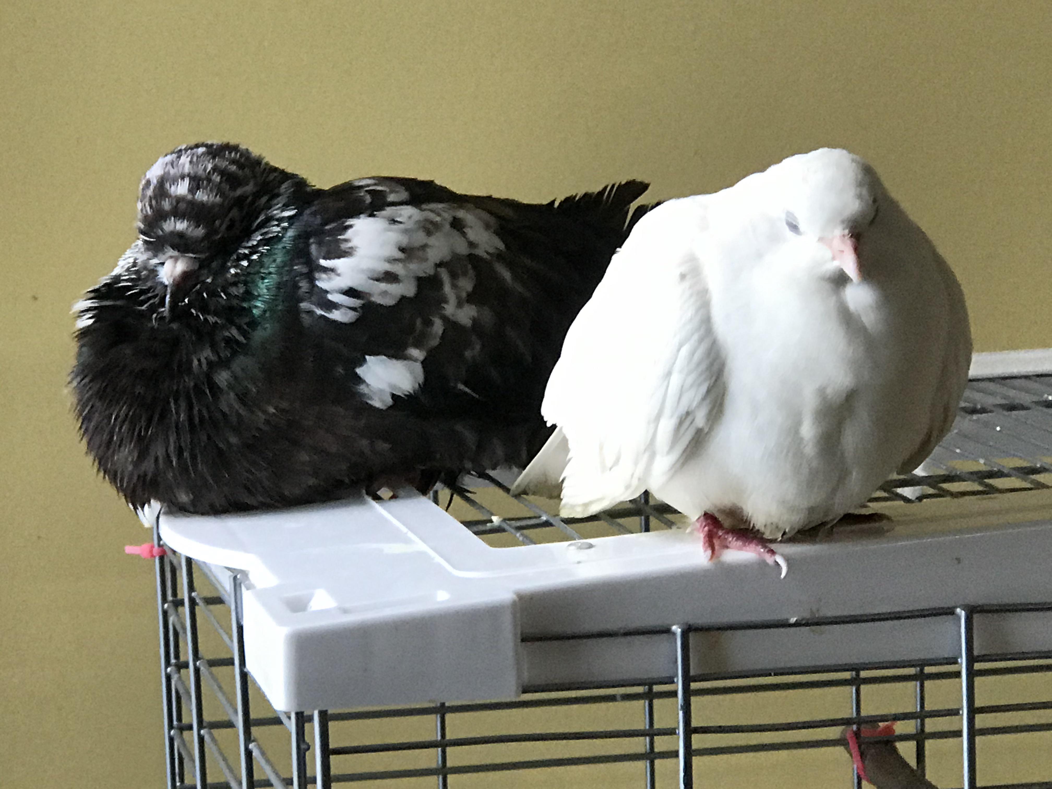 Pigeon and dove napping together 🥰 r/PetDoves