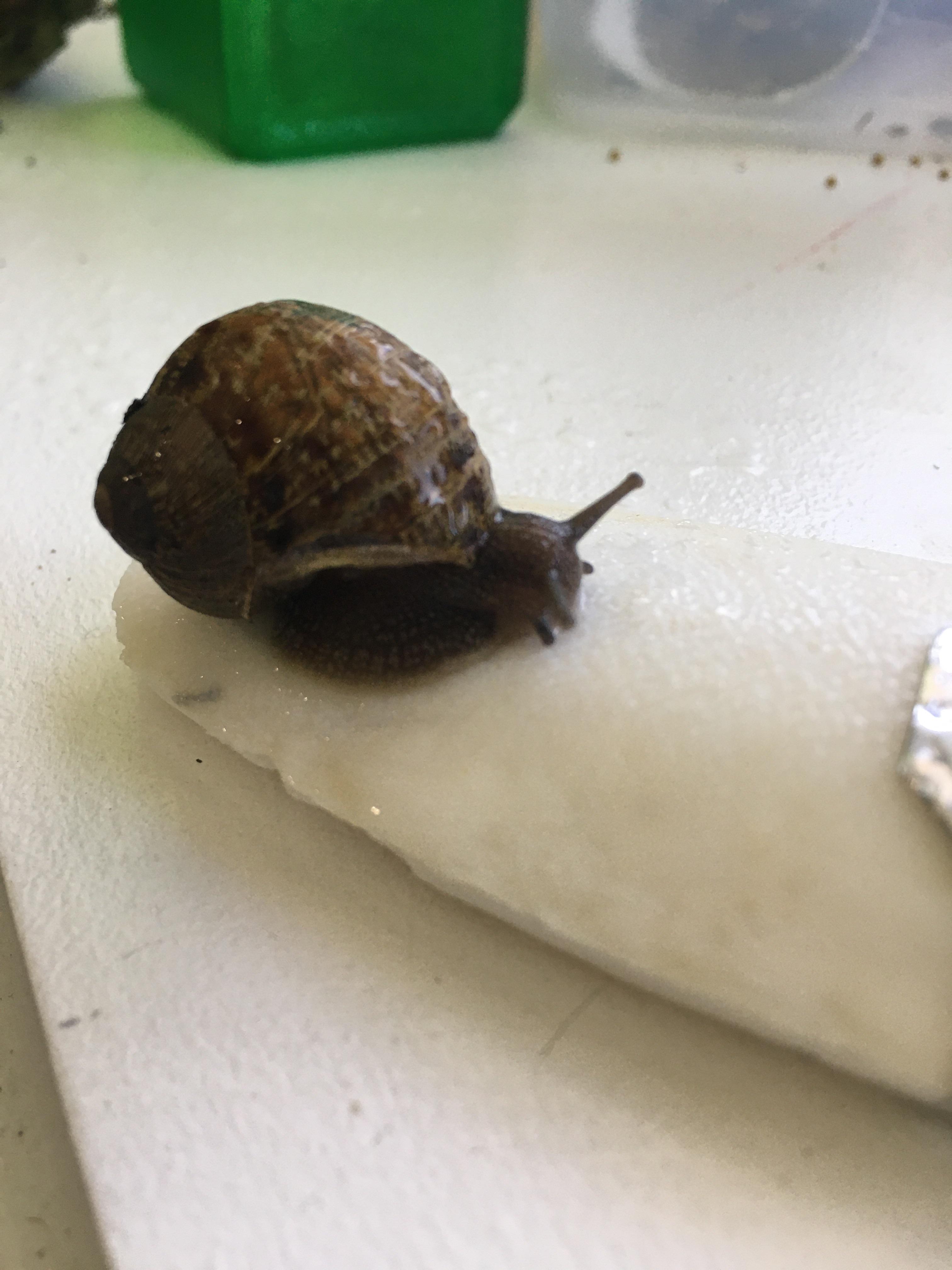 UPDATE my snail fell off a counter and cracked his shell, now hes