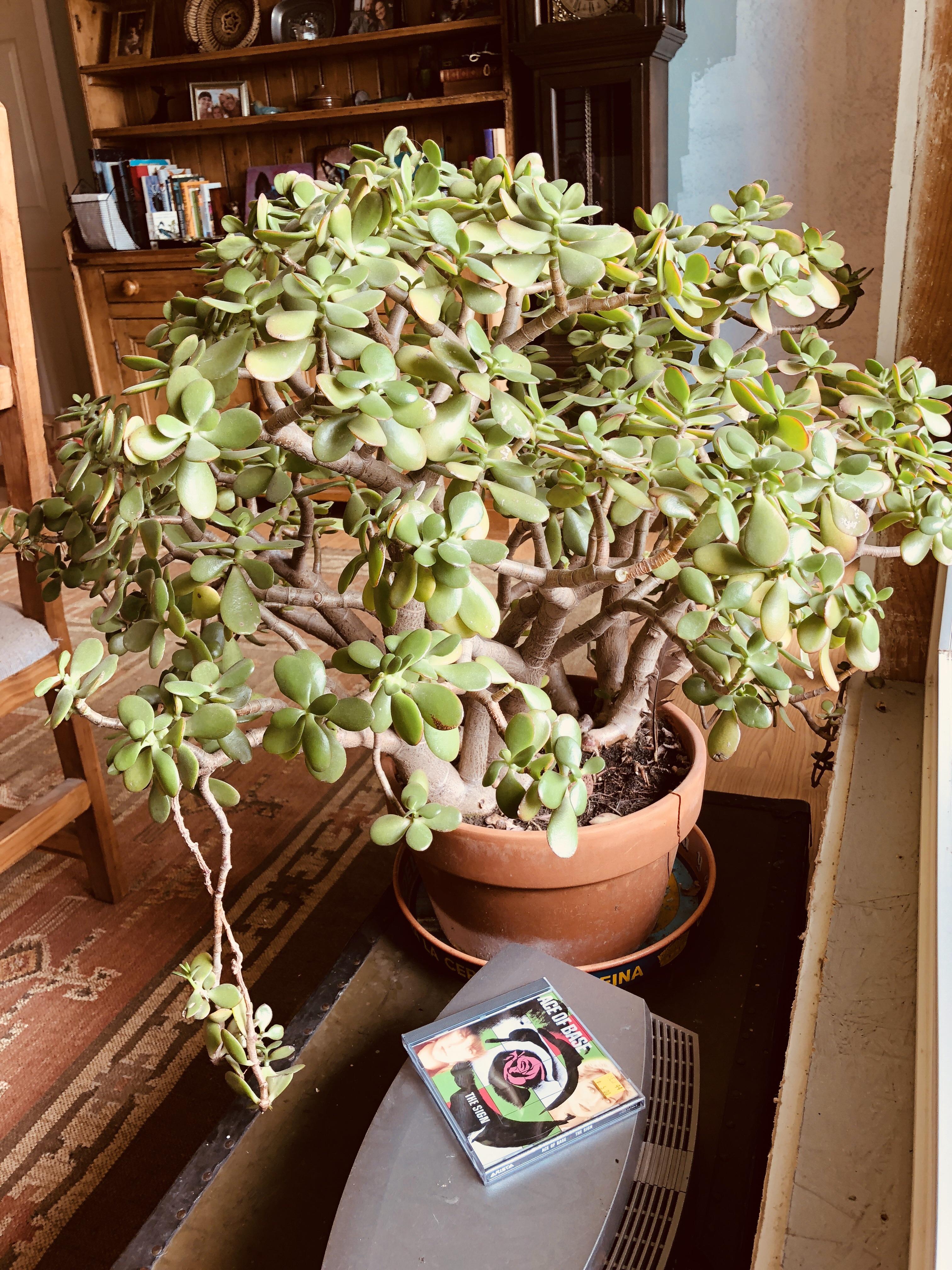 Bought this jade ten years ago when it was just a wee lass at Home