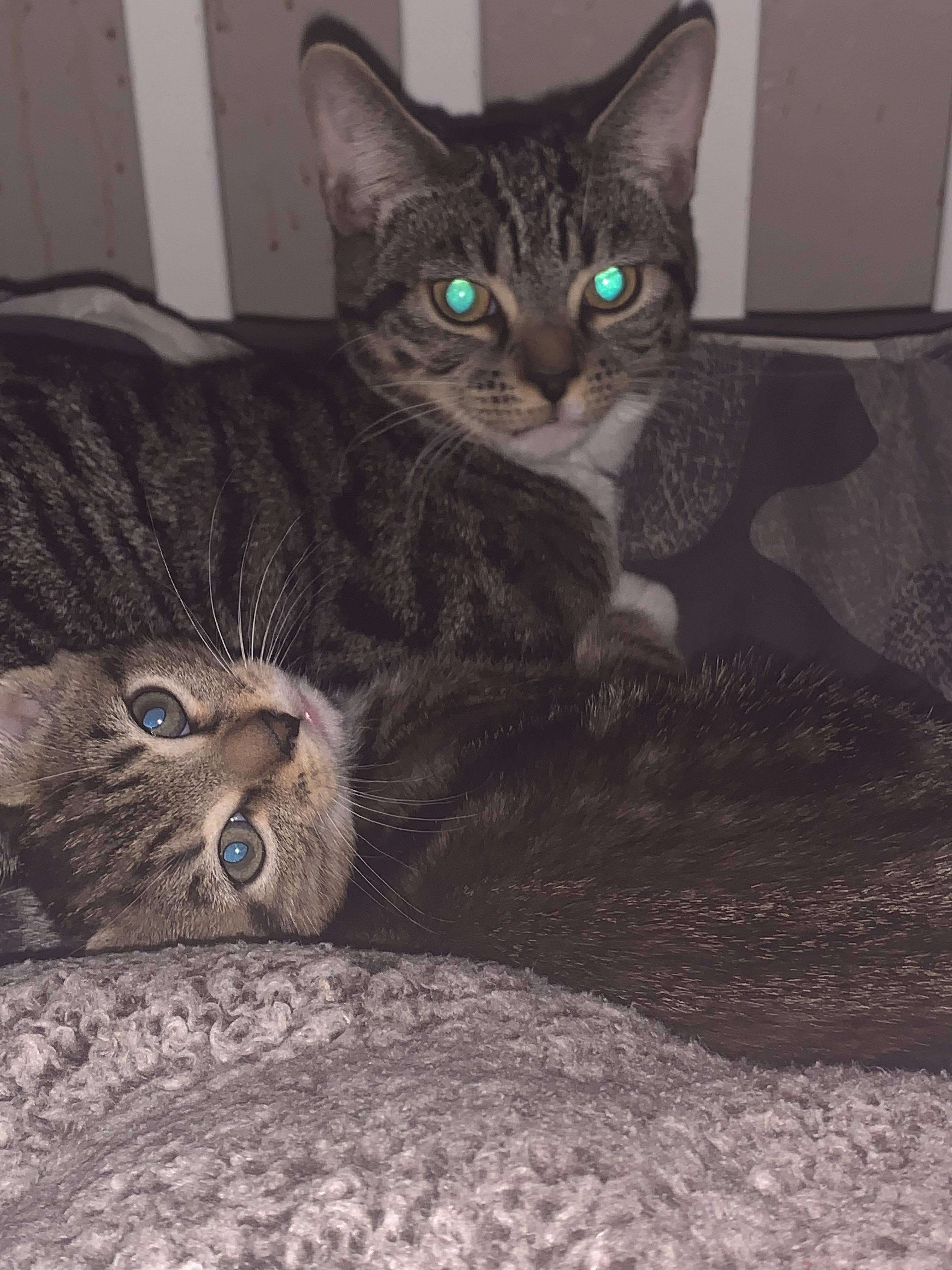 Brother and sister r/cats