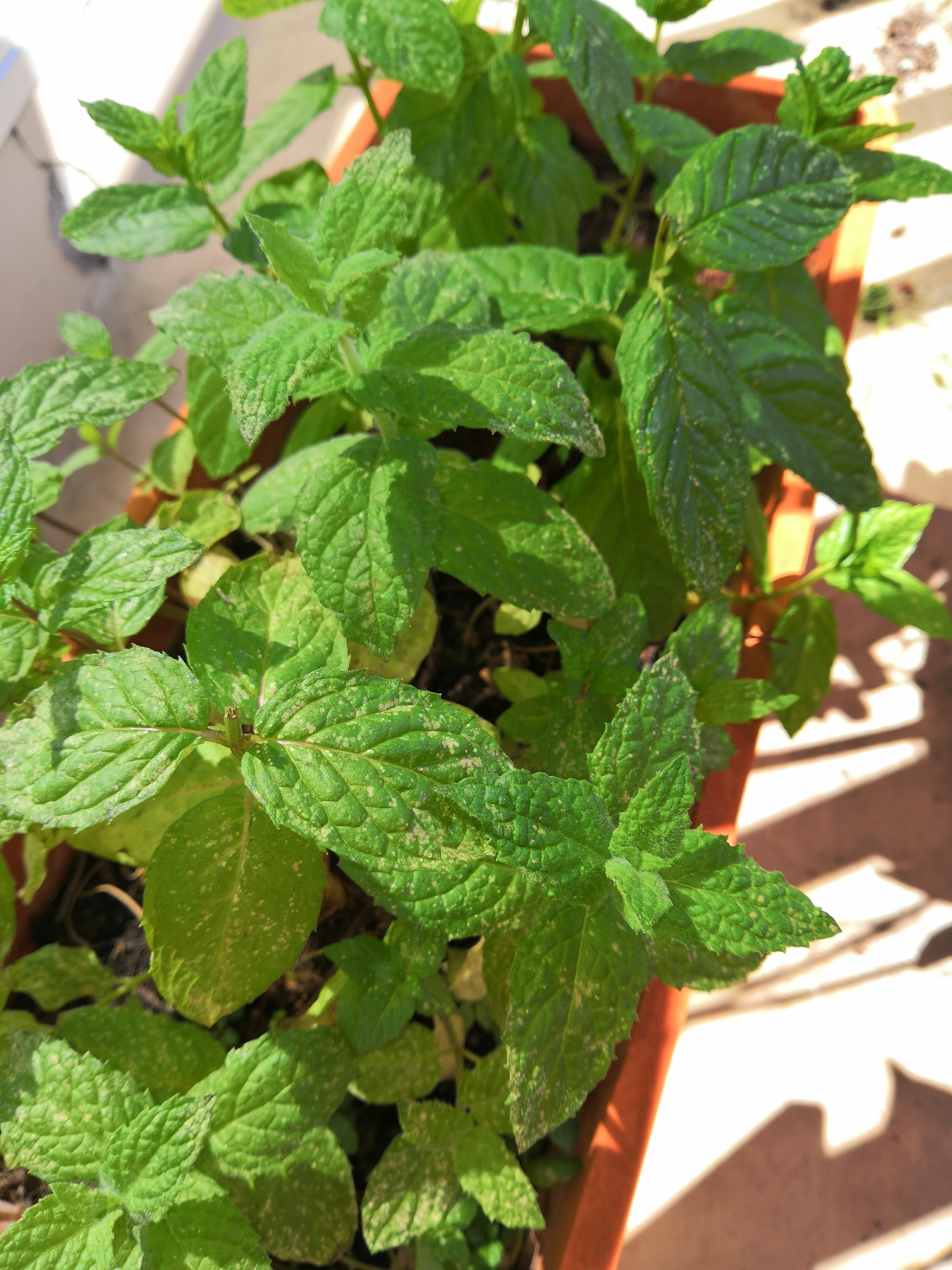 What is causing the spots on my mint leaves? r/plantclinic