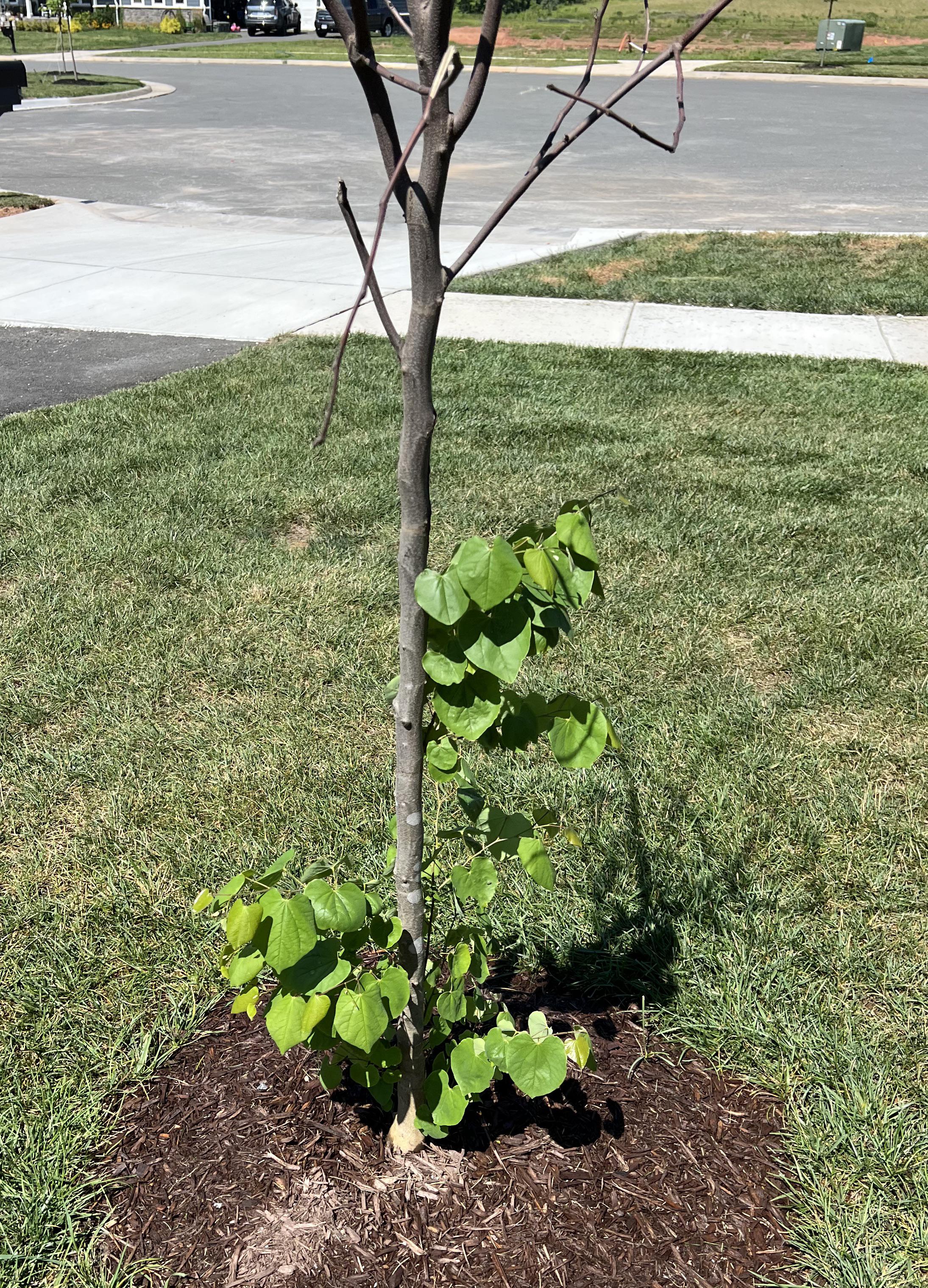 Top of this redbud is dead but it's getting some suckers on the trunk