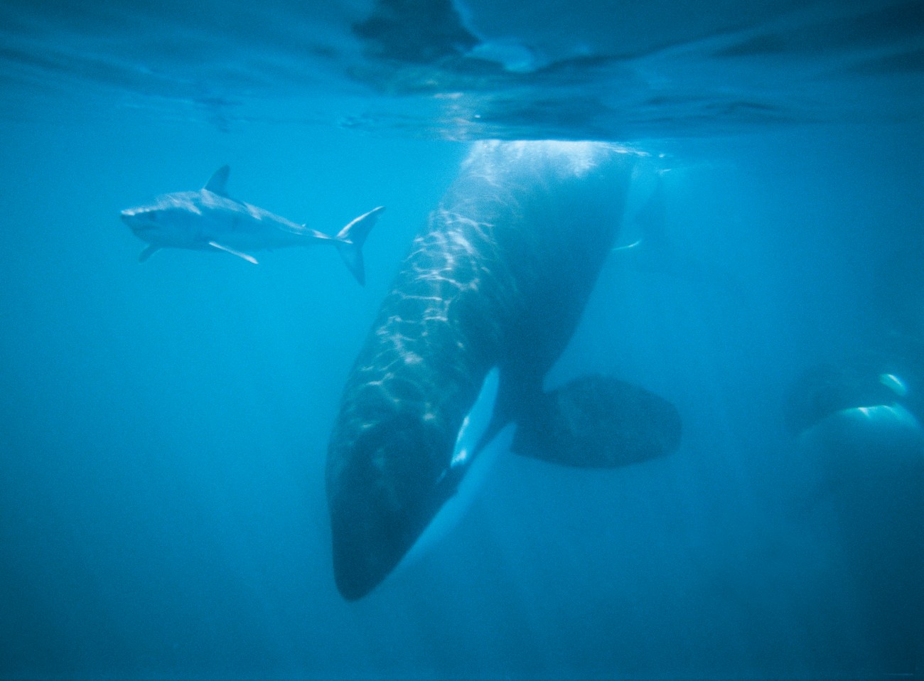 A mako shark is 3 meters long (10ft). Here it is next to an orca, about