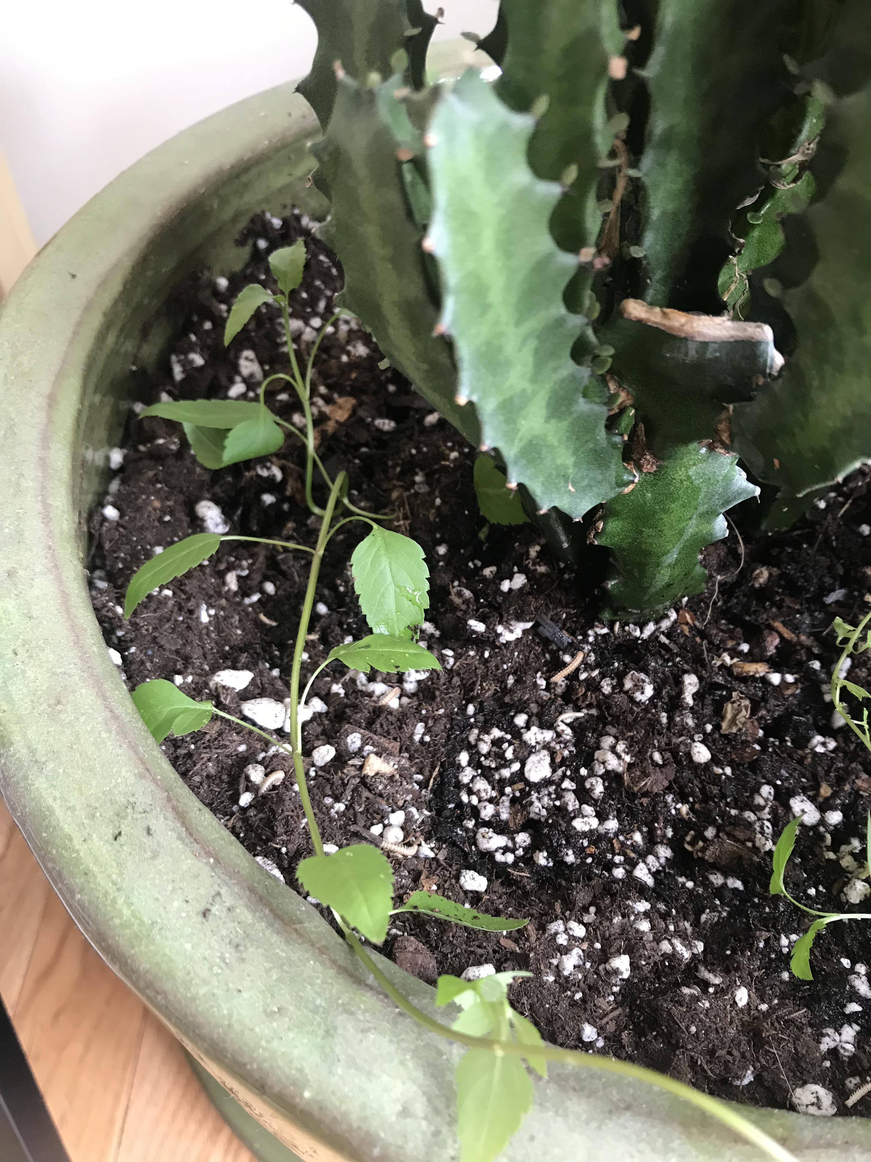 This started growing from my indoor cactus soil... is it a weed? It’s