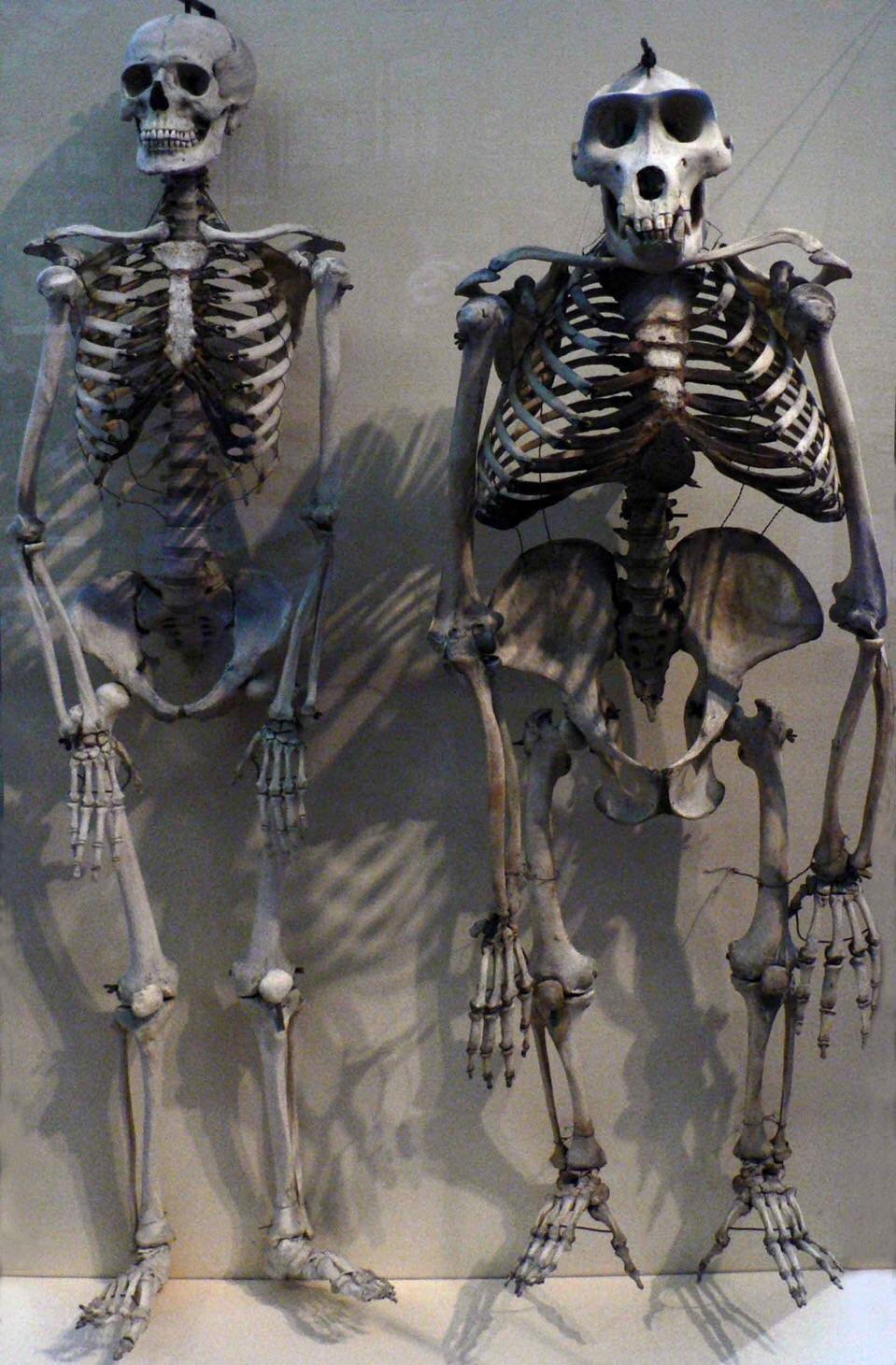 Human Skeleton vs Gorilla Skeleton r/interestingasfuck