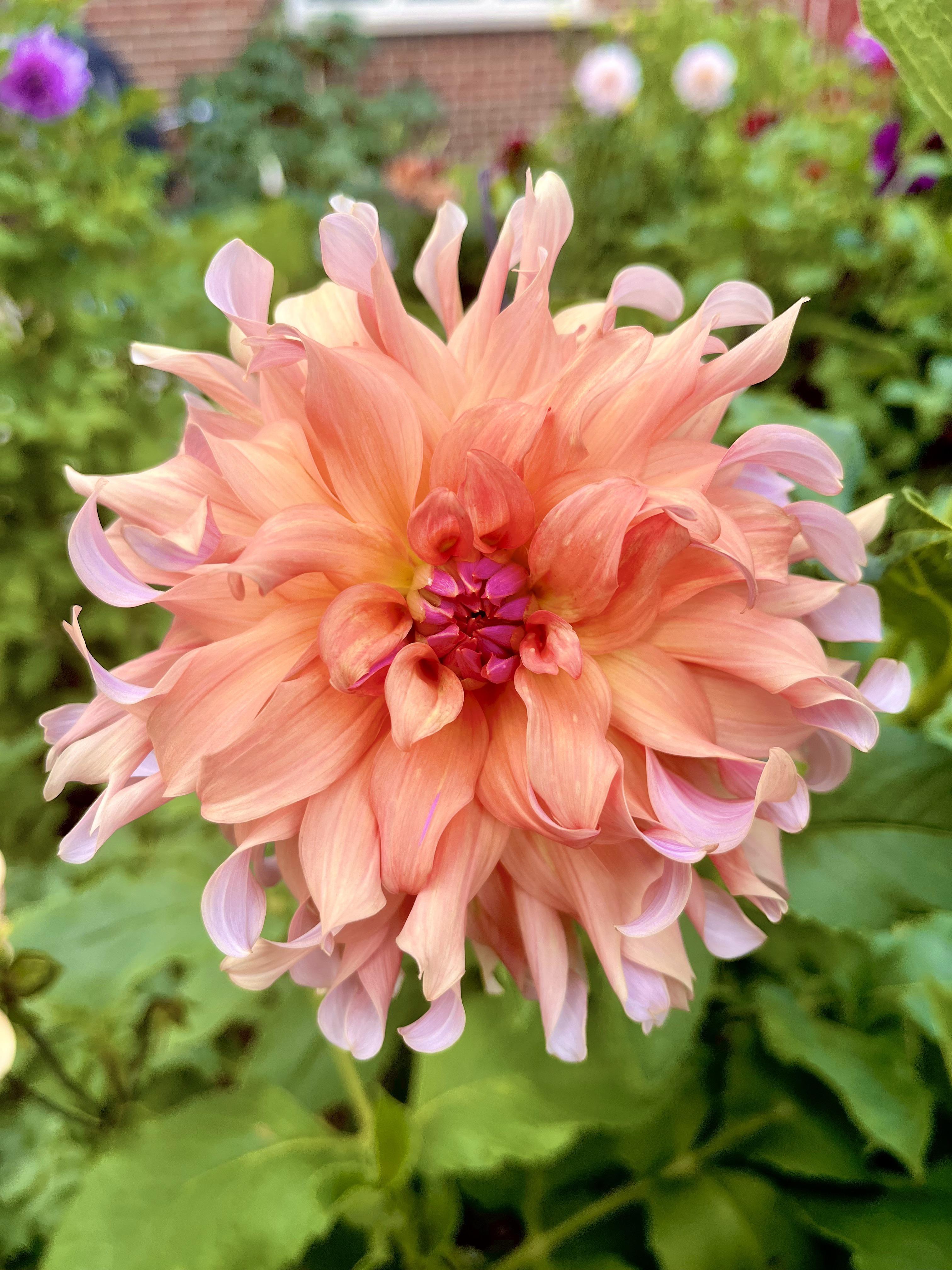 Dahlia Terra Cotta r/dahlias