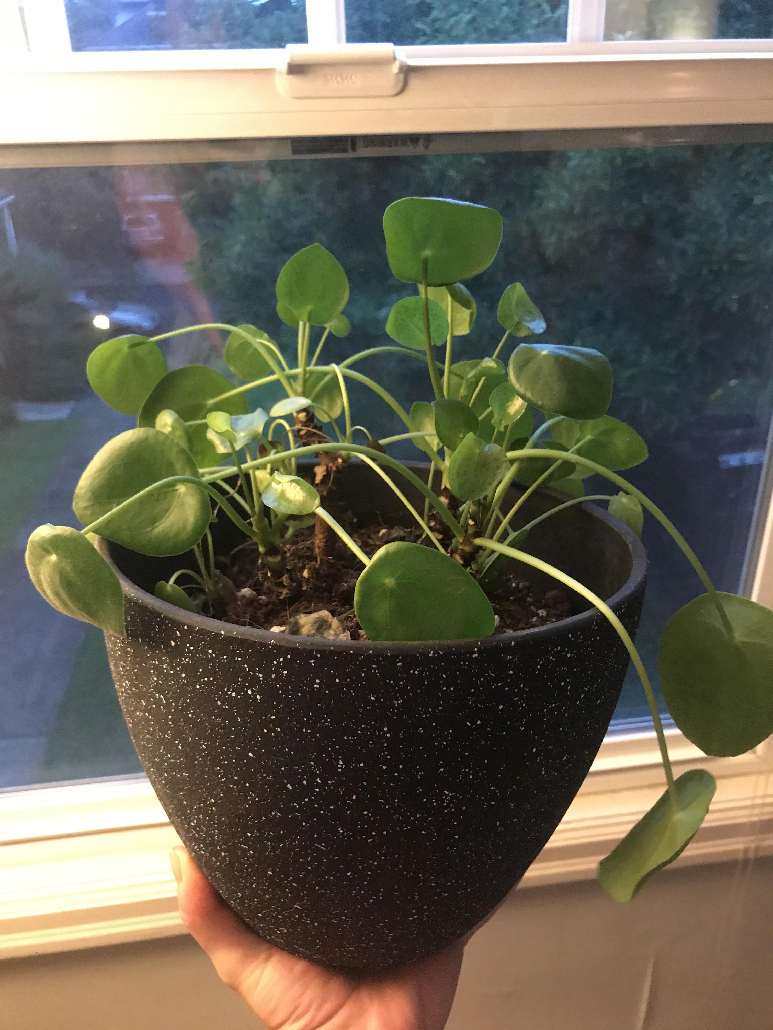 pilea is so sad! I live in Portland so we just had a week of no