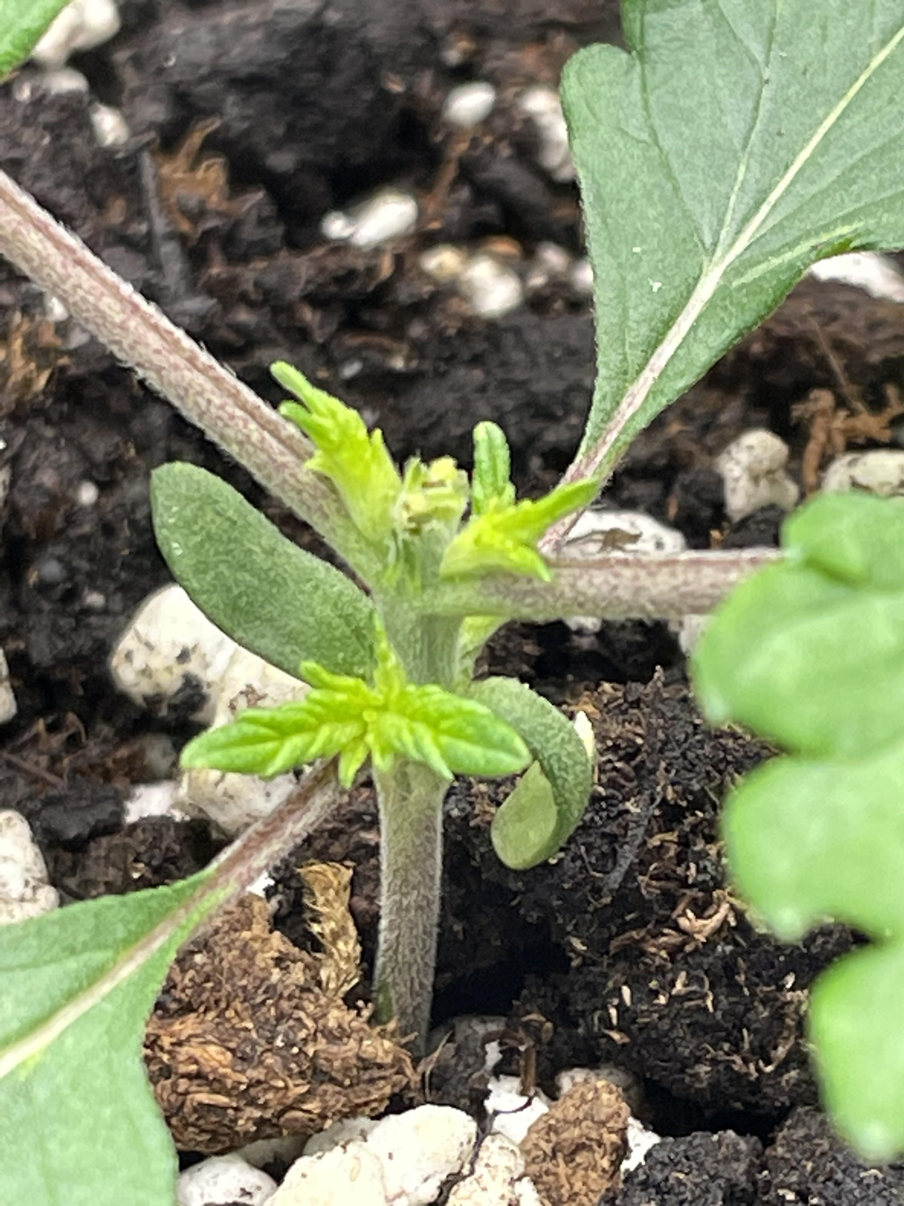 little autoflower topped early…let’s see what happens here r