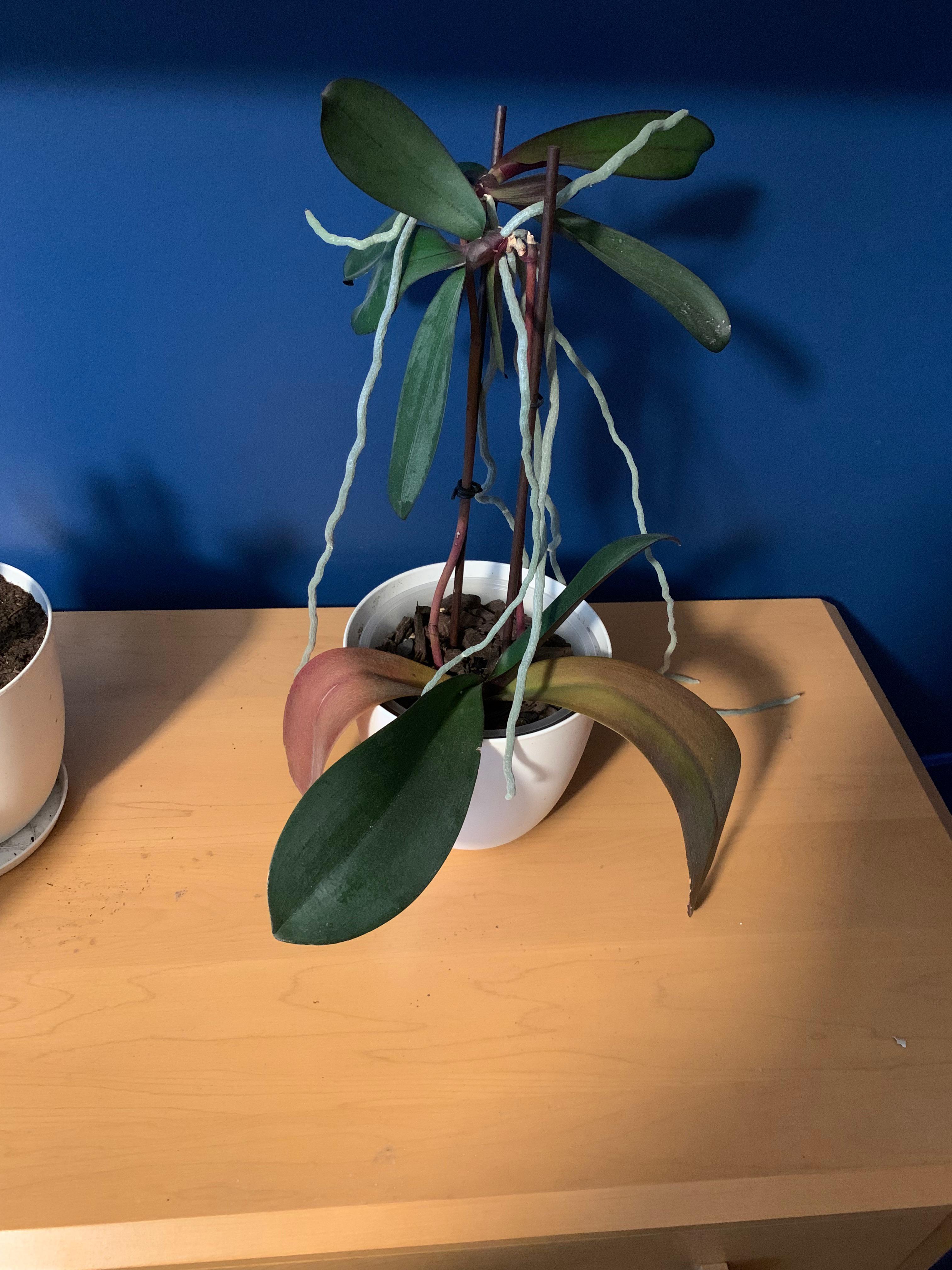Leaves dying after repotting. Advice to fix? r/orchids