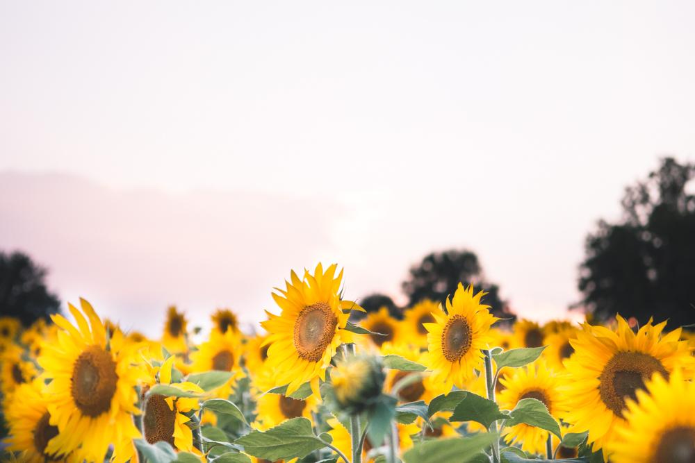 Sunflowers are in Full Bloom Right Now about 1.5 hours from DC! r