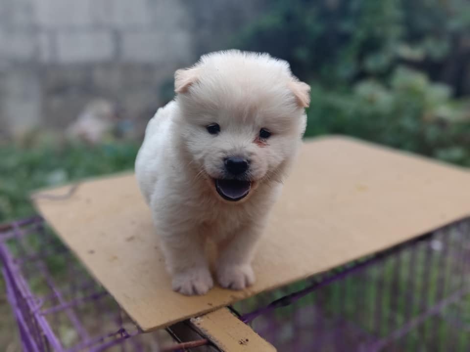 To the people that's browsing New and wanted an eye bleach, here's