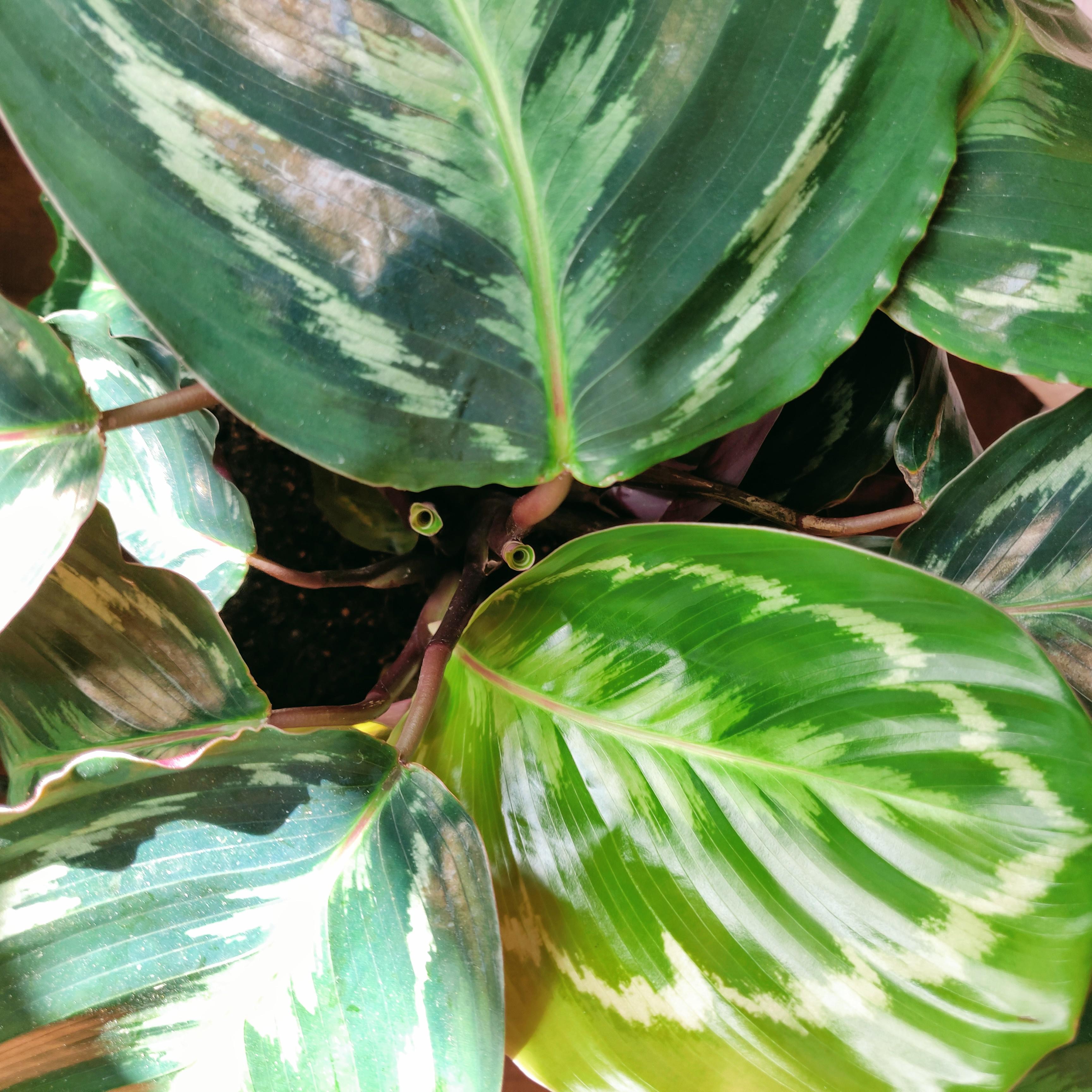 Cat hiding in my houseplant?? r/confusing_perspective