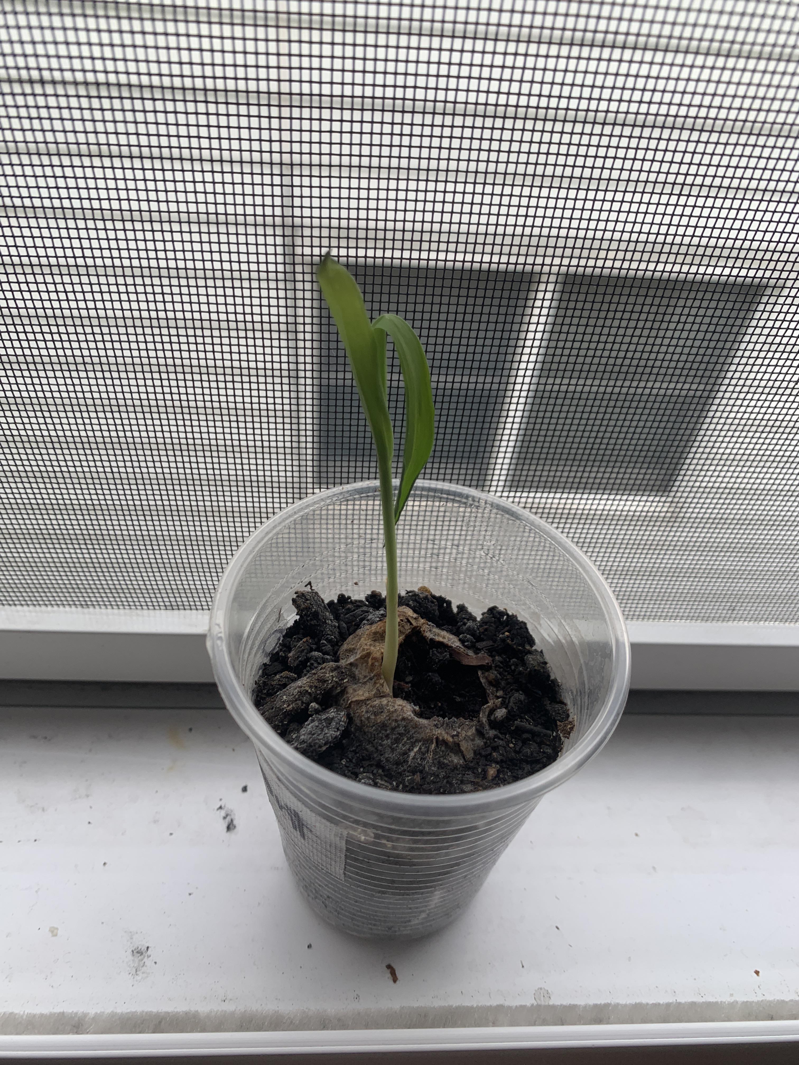 Anyone know why my little corn plant is dying?? It was perfect