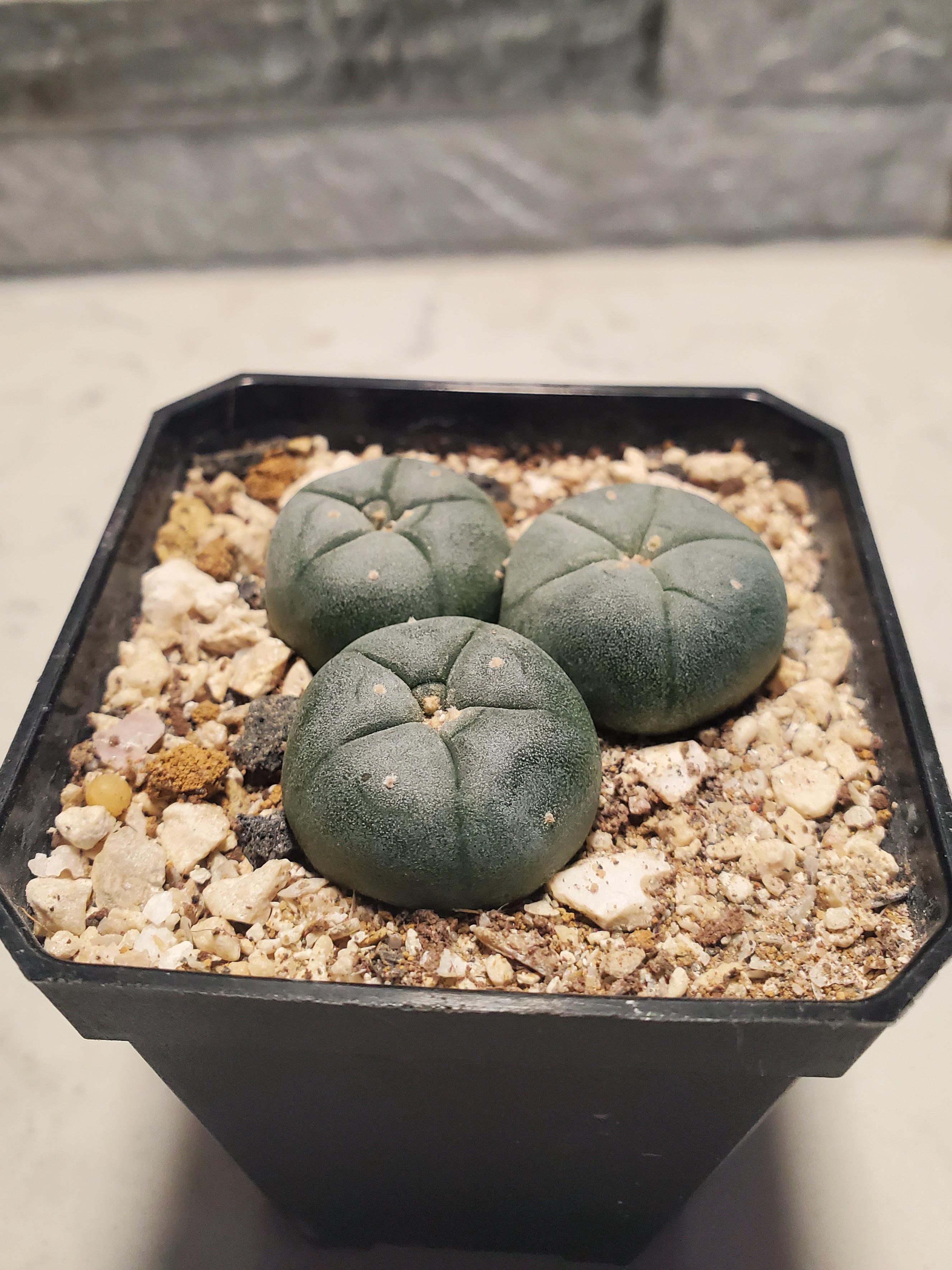 Some lophs loving limestone r/peyote