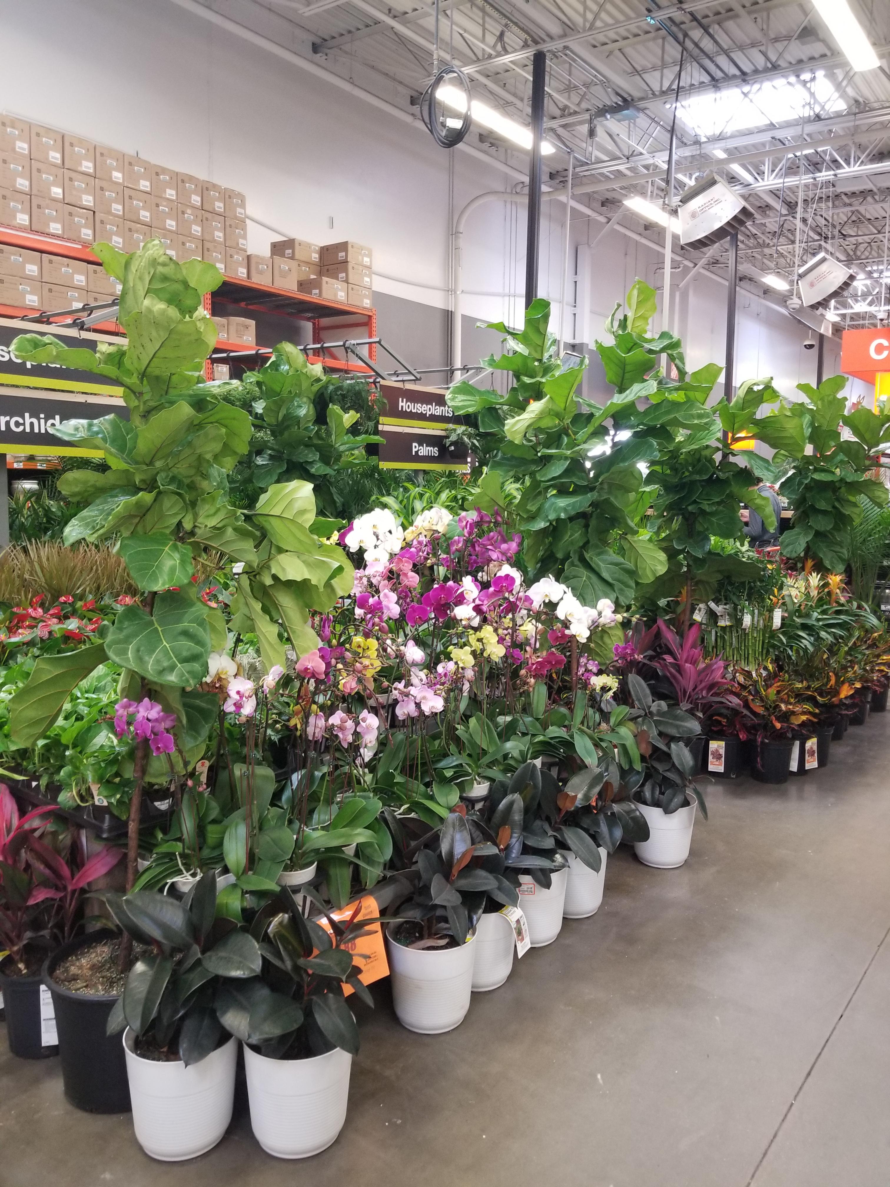 The houseplant selection at my Home Depot today 🤤🙀 r/houseplants