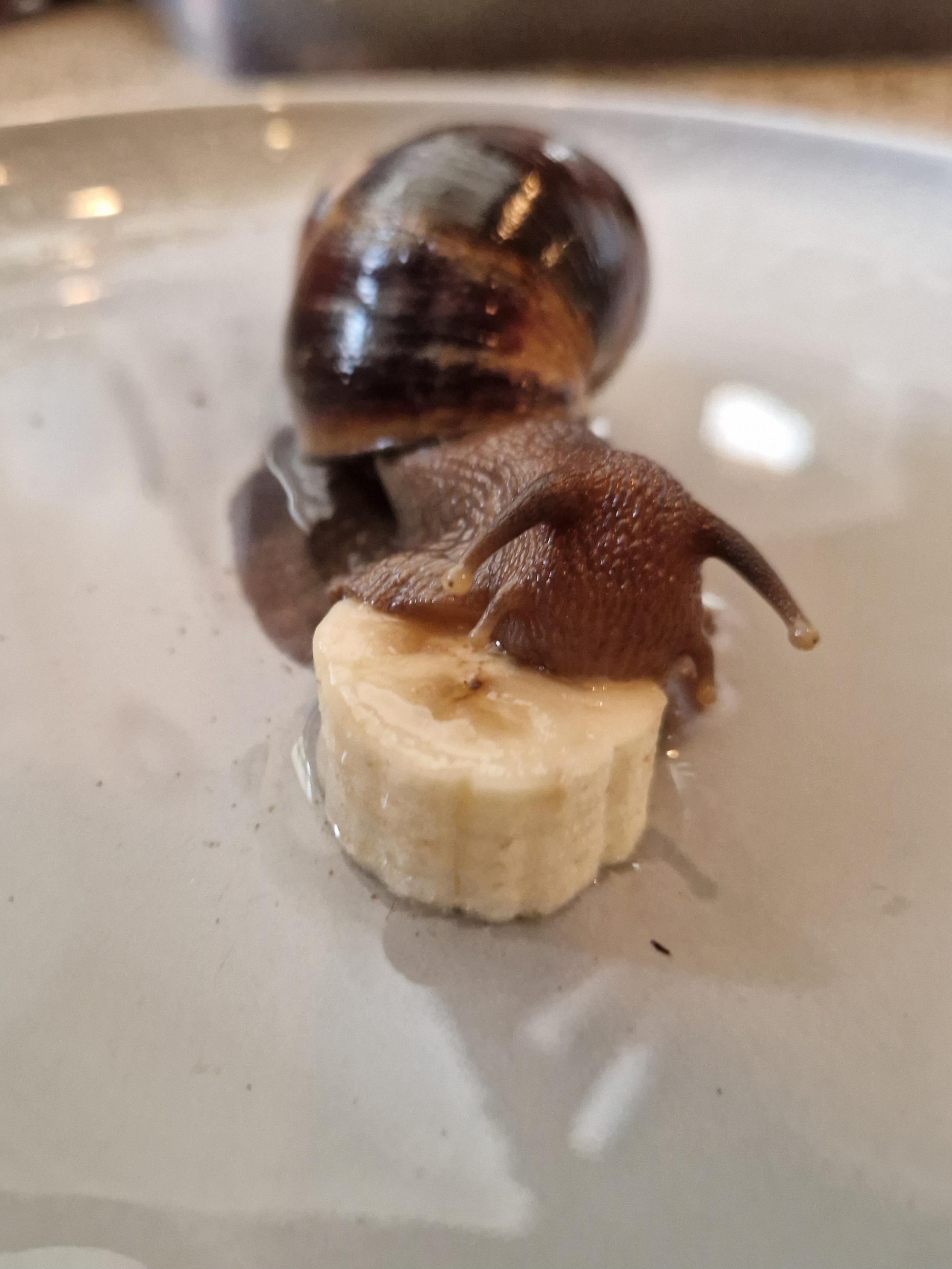 Droopy eyes while relaxing in the tub 🥰🛁 r/snails