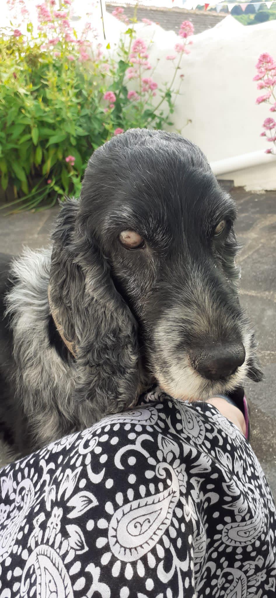 Are cocker spaniels good for a first dog? cockerspaniel