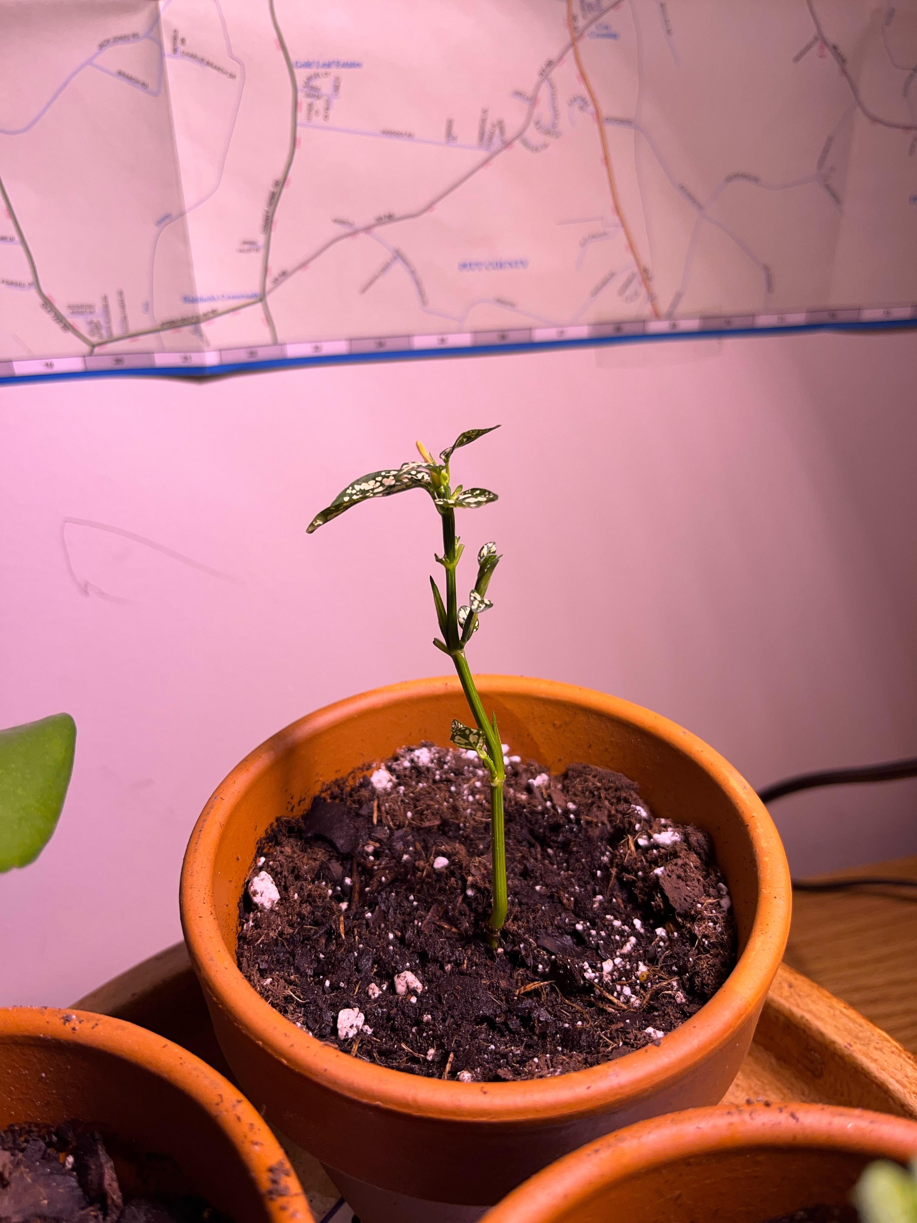 Polka dot plant has sprouted zero roots on the bottom but has one air