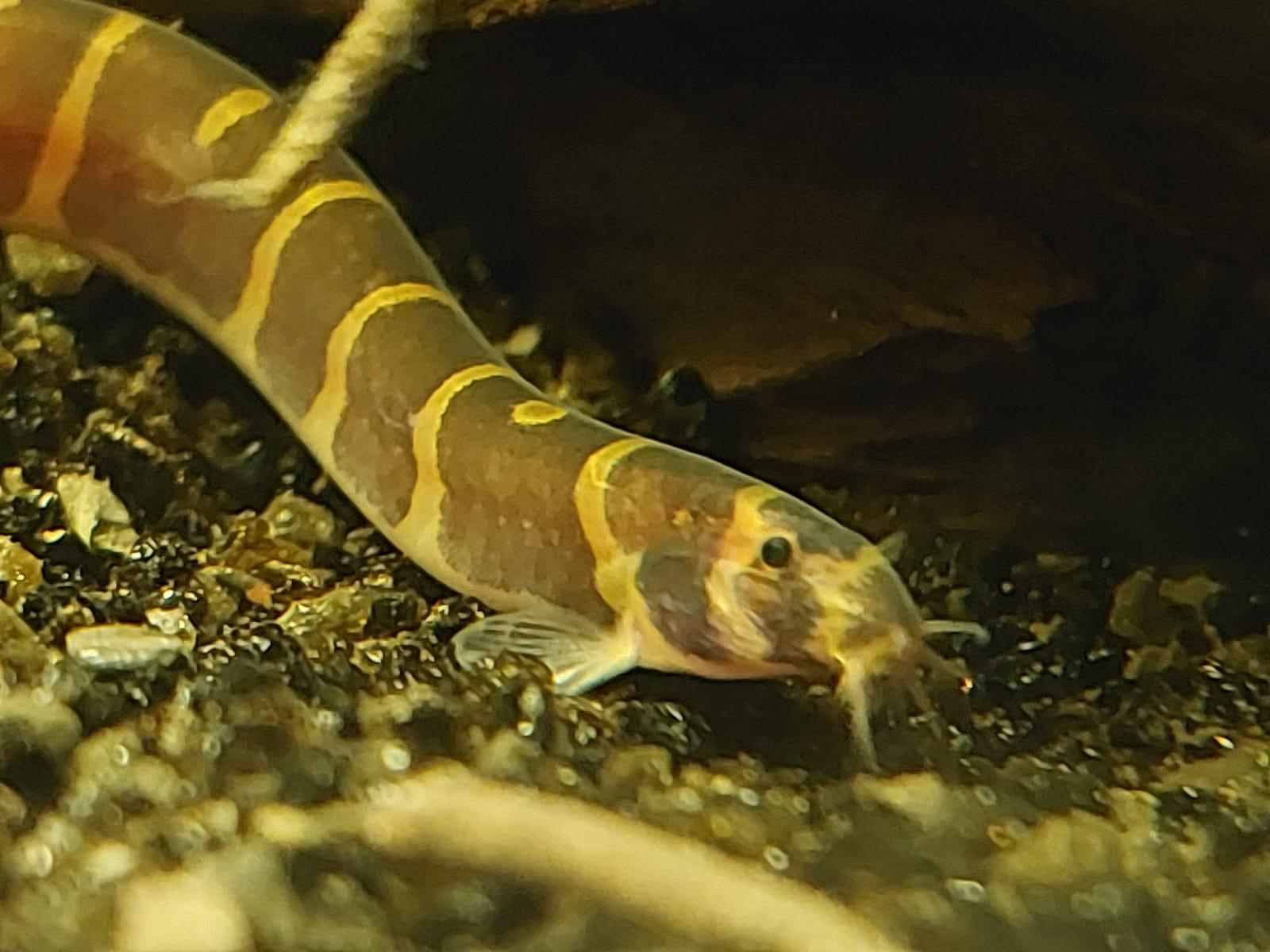 Anyone know why my water is turning yellow? The tannins from driftwood should have cleared by