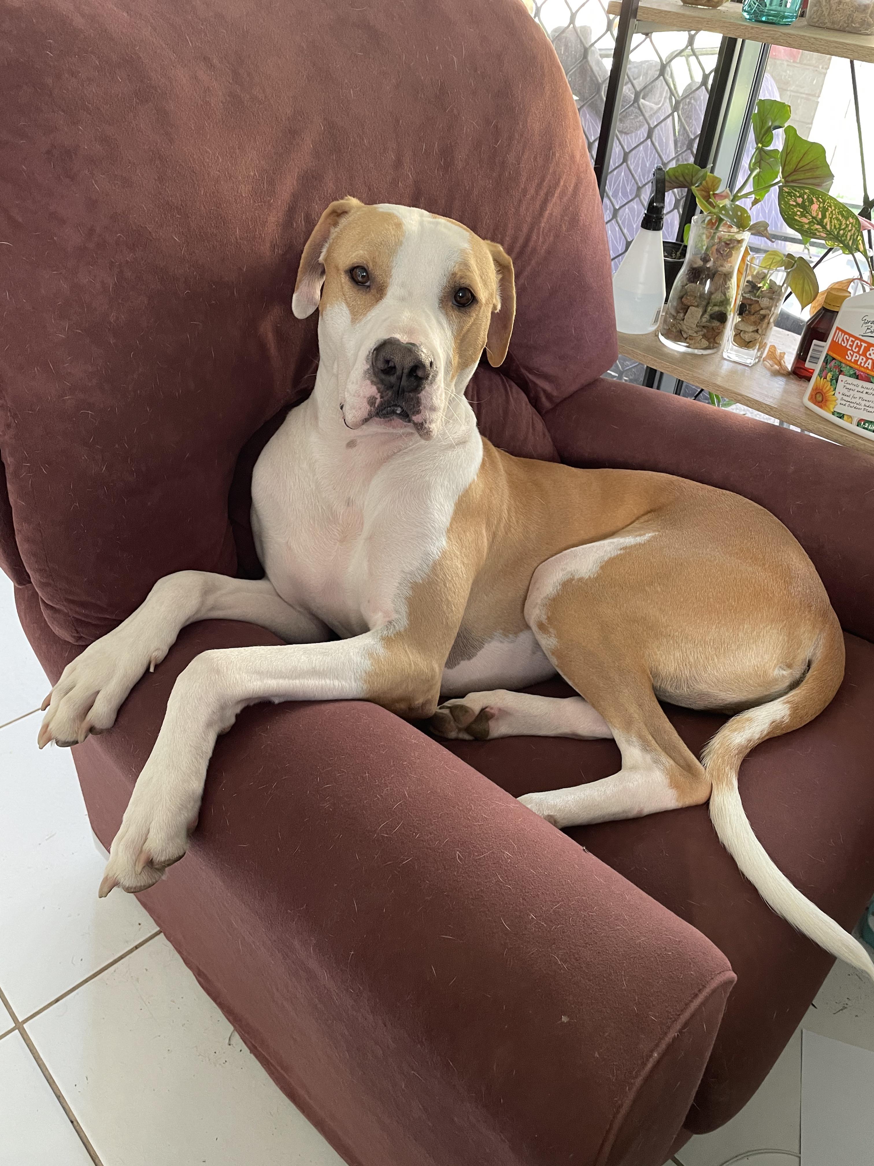 Are Bull Arab Dogs Good Pets