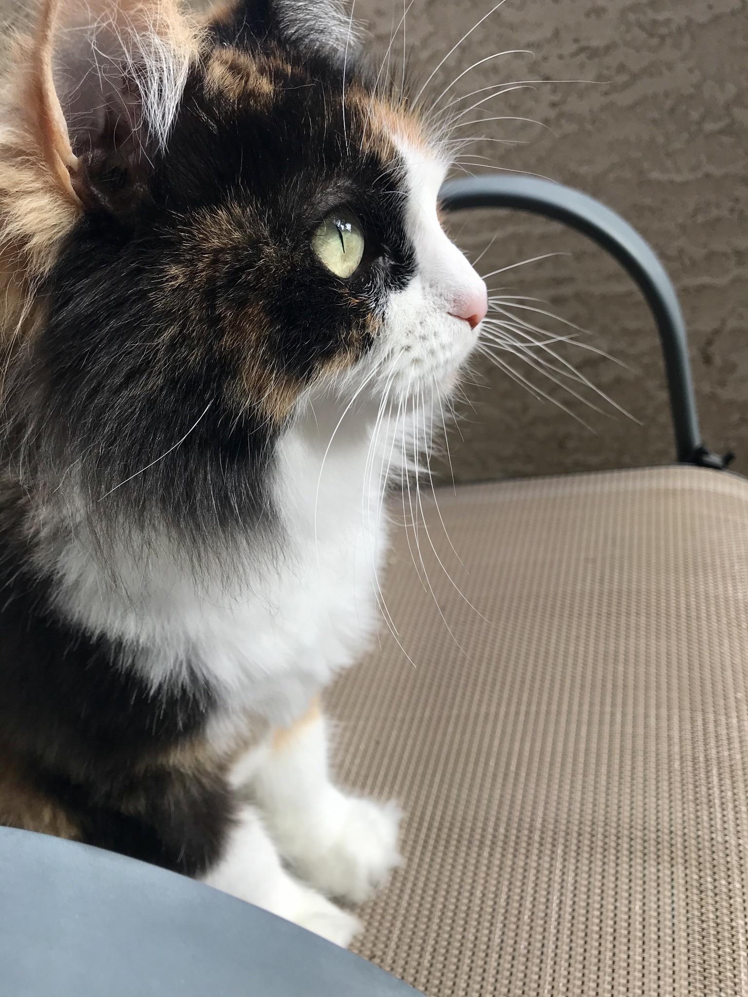 I wish I knew what went on in a cats mind r/cats
