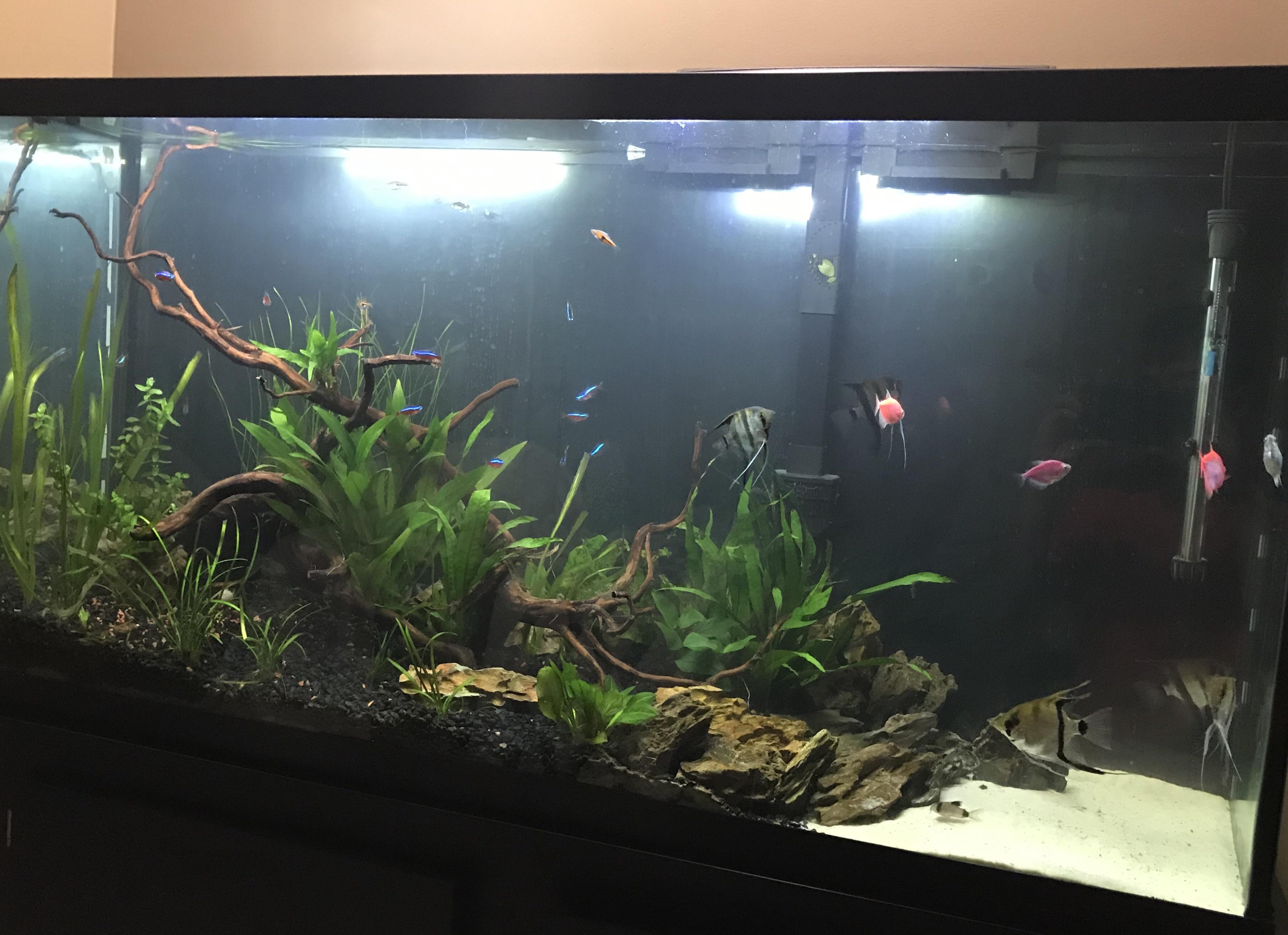 Question about stocking number of angles in a 60 gallon r/Aquariums