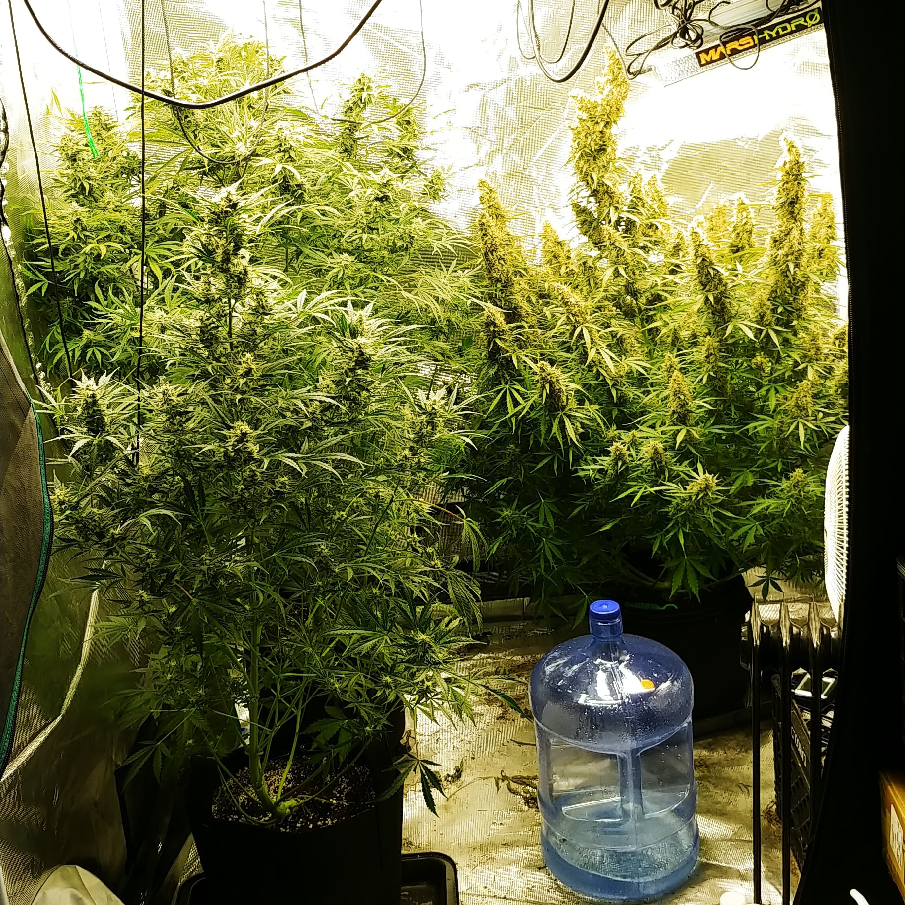 2xHBSS on left. Northern lights on right. 5 gallon water jug. Grown