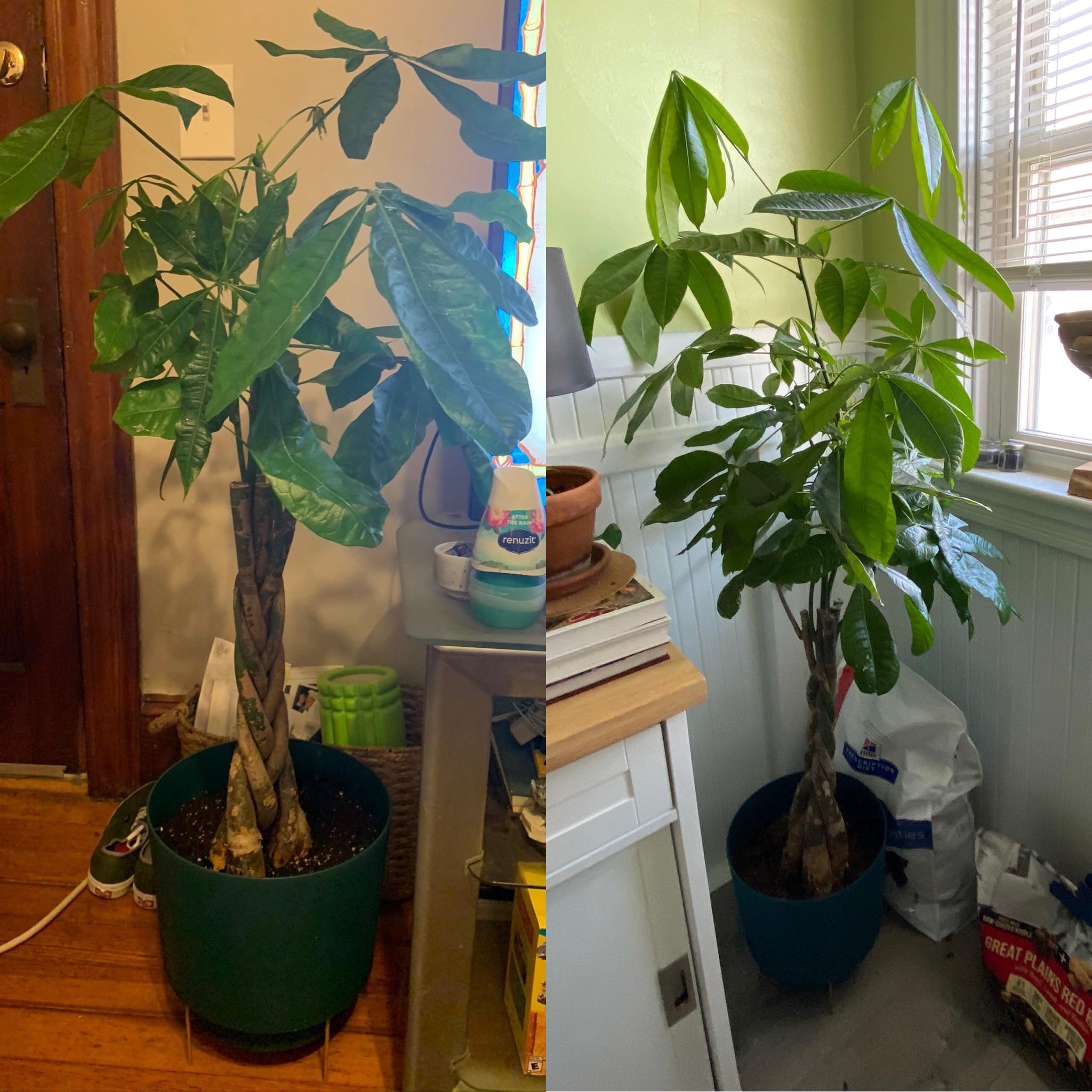 he was the last money tree at Lowe’s and now look at him 🌳 r/Plant