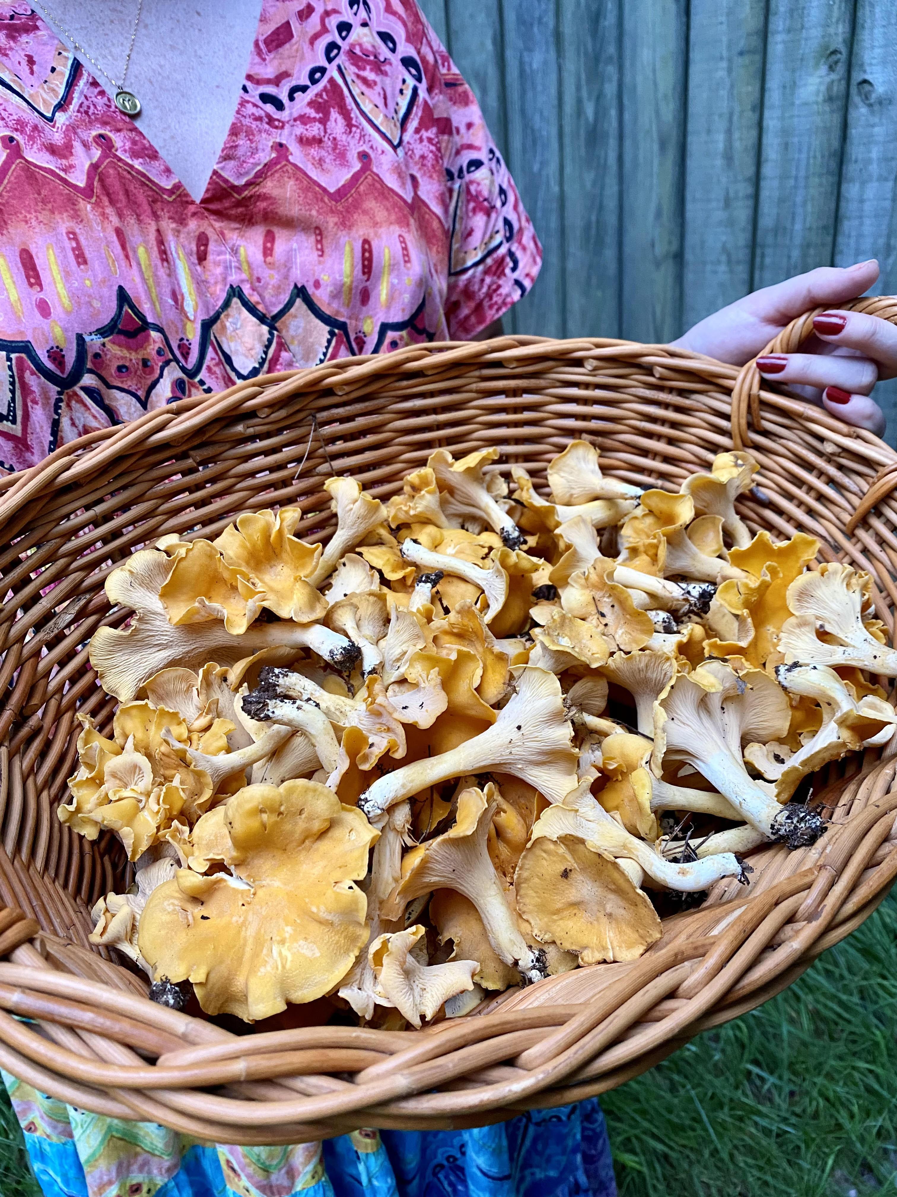I found all these Chanterelles in my yard this afternoon! r/mycology