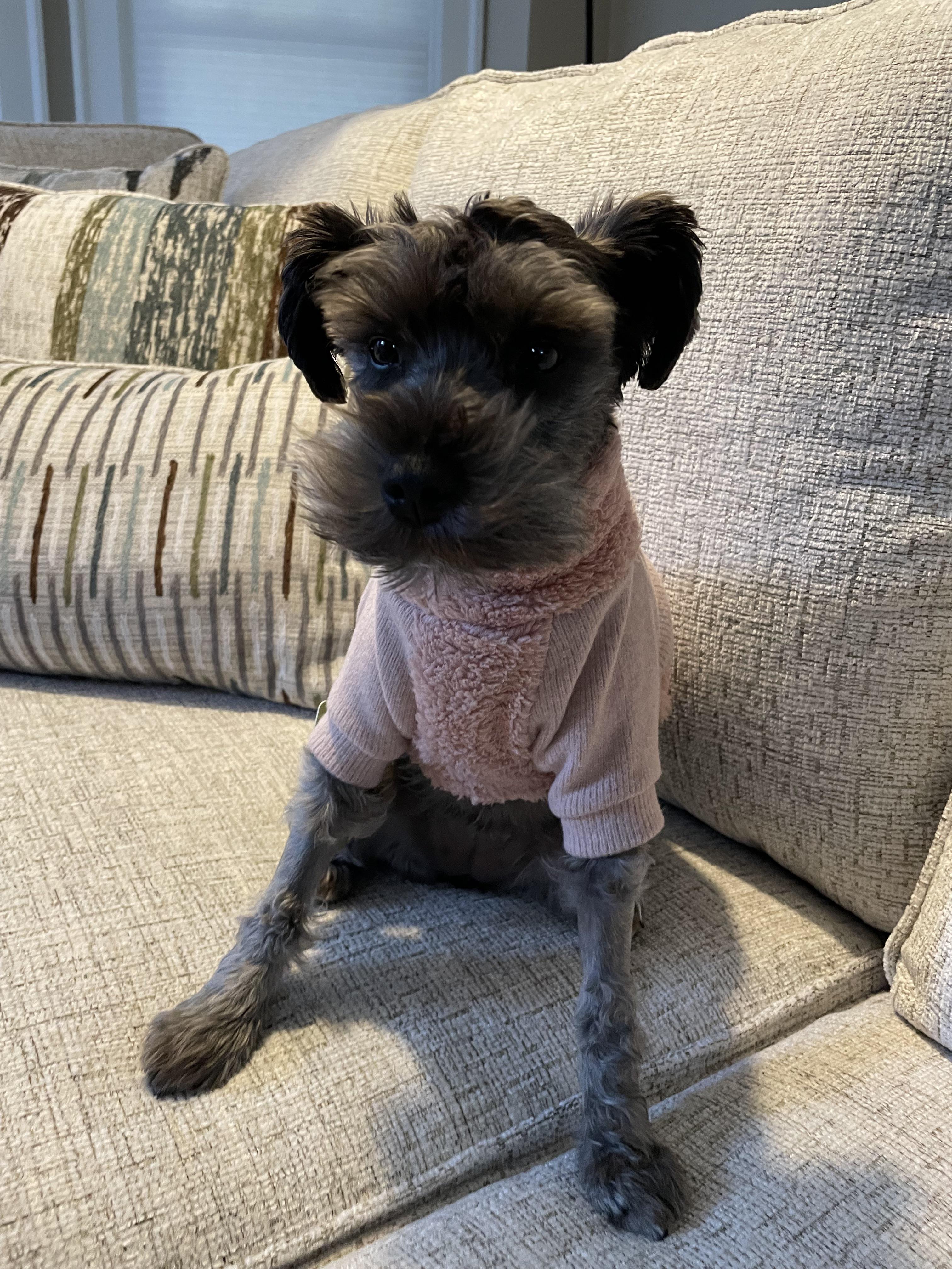 Caption this r/schnauzers