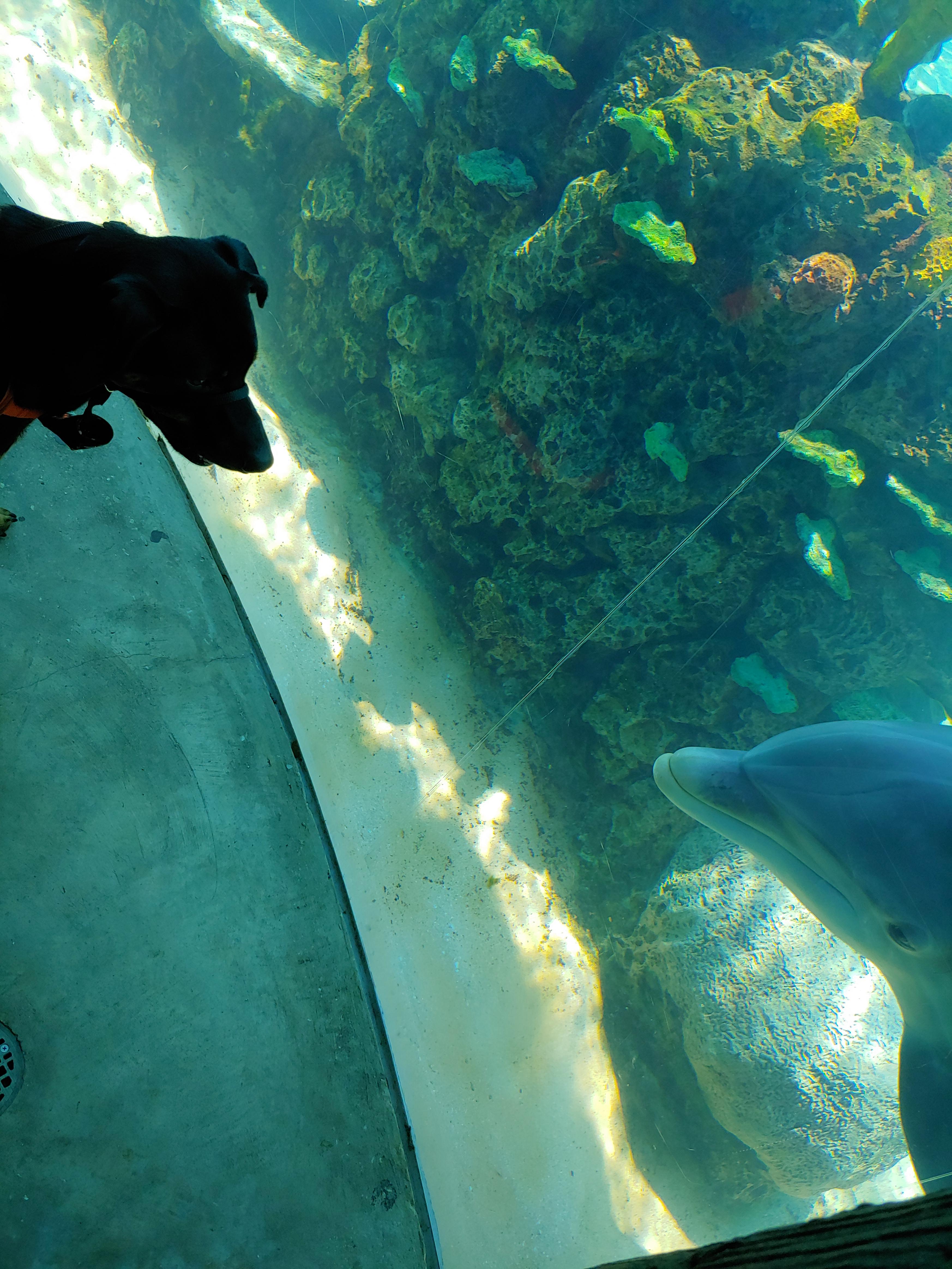 Our service dog made a friend at the aquarium r/aww