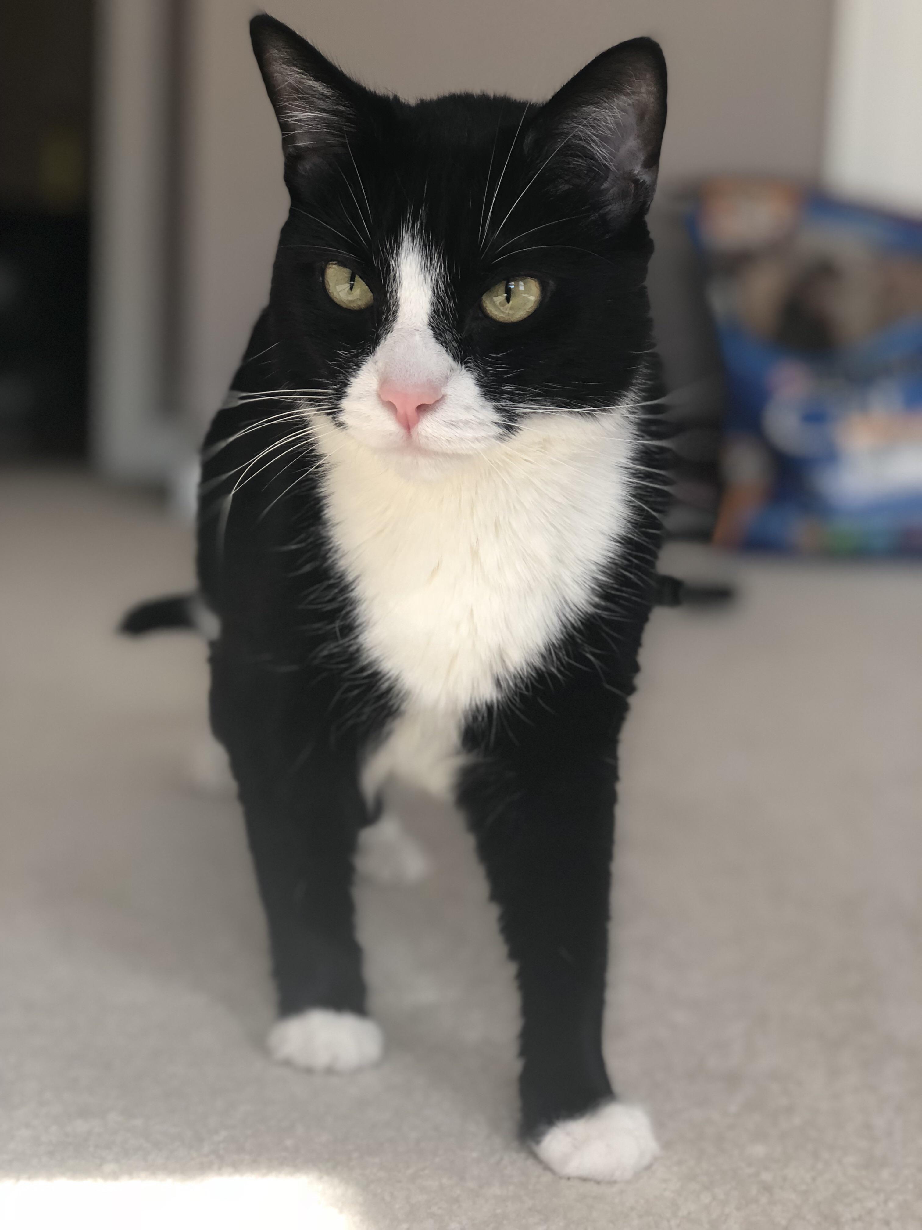 Our tuxedo cat is always so grumpy looking r/aww