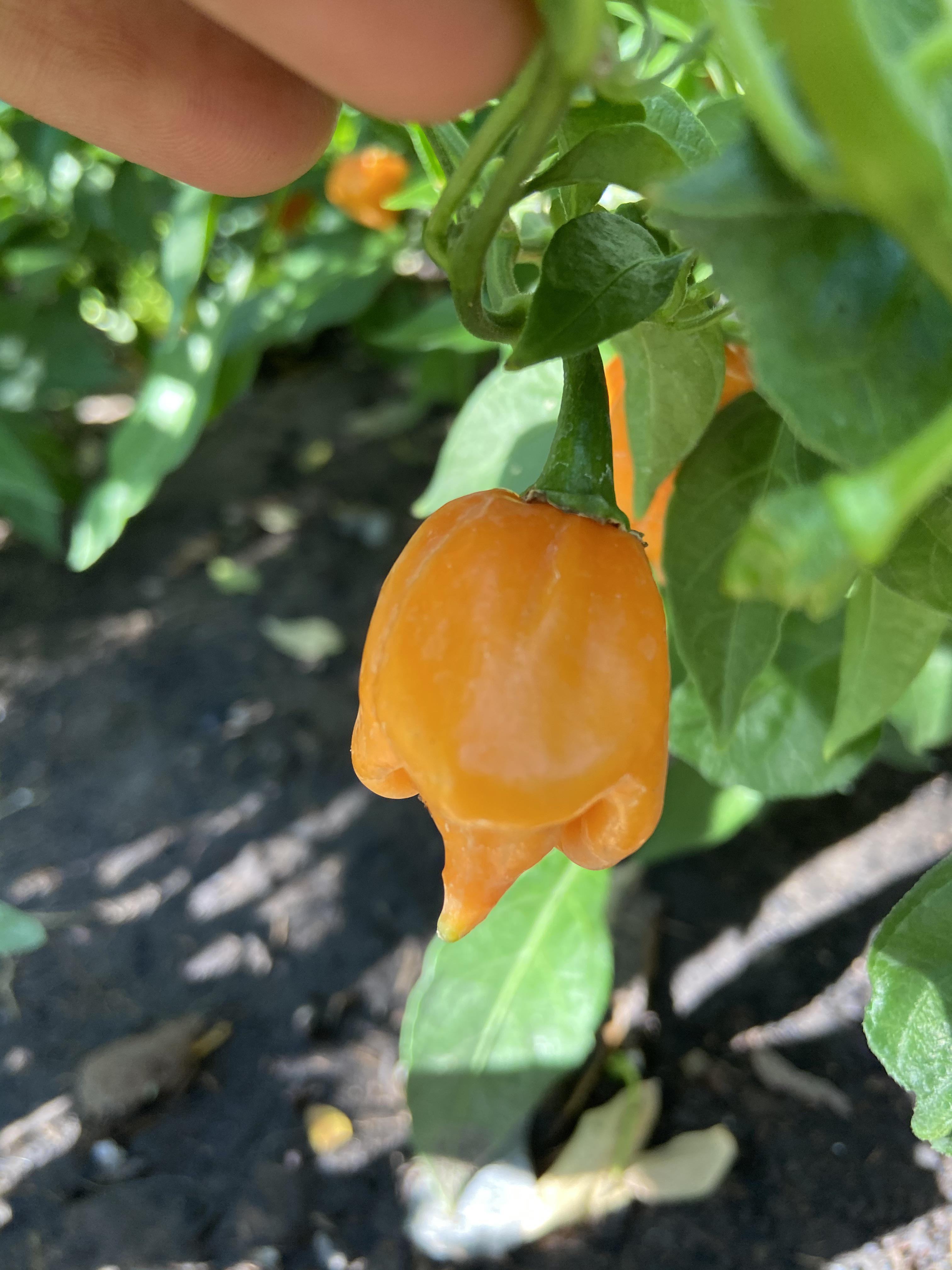 I attempted to cross a Carolina reaper with a habanero and this was the
