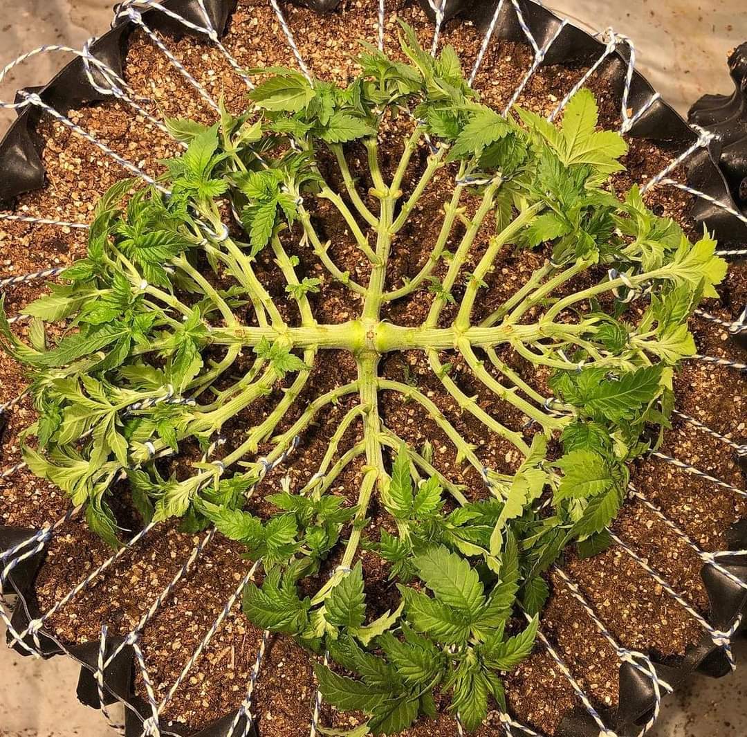 "Mainlining and Manifolding technique" is training plants to grow more