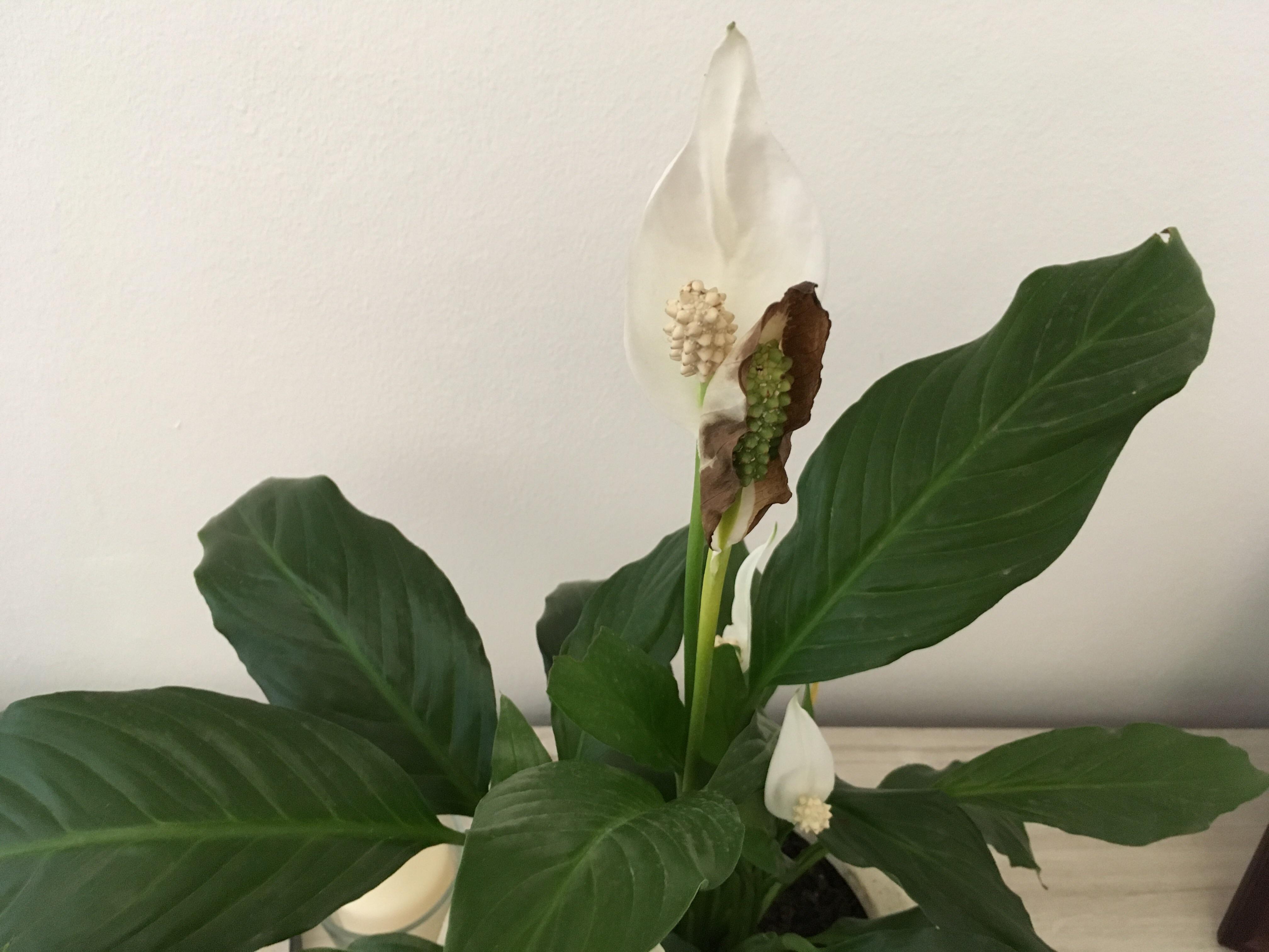 What is happening to my peace lily? its flowers started to look ‘burned