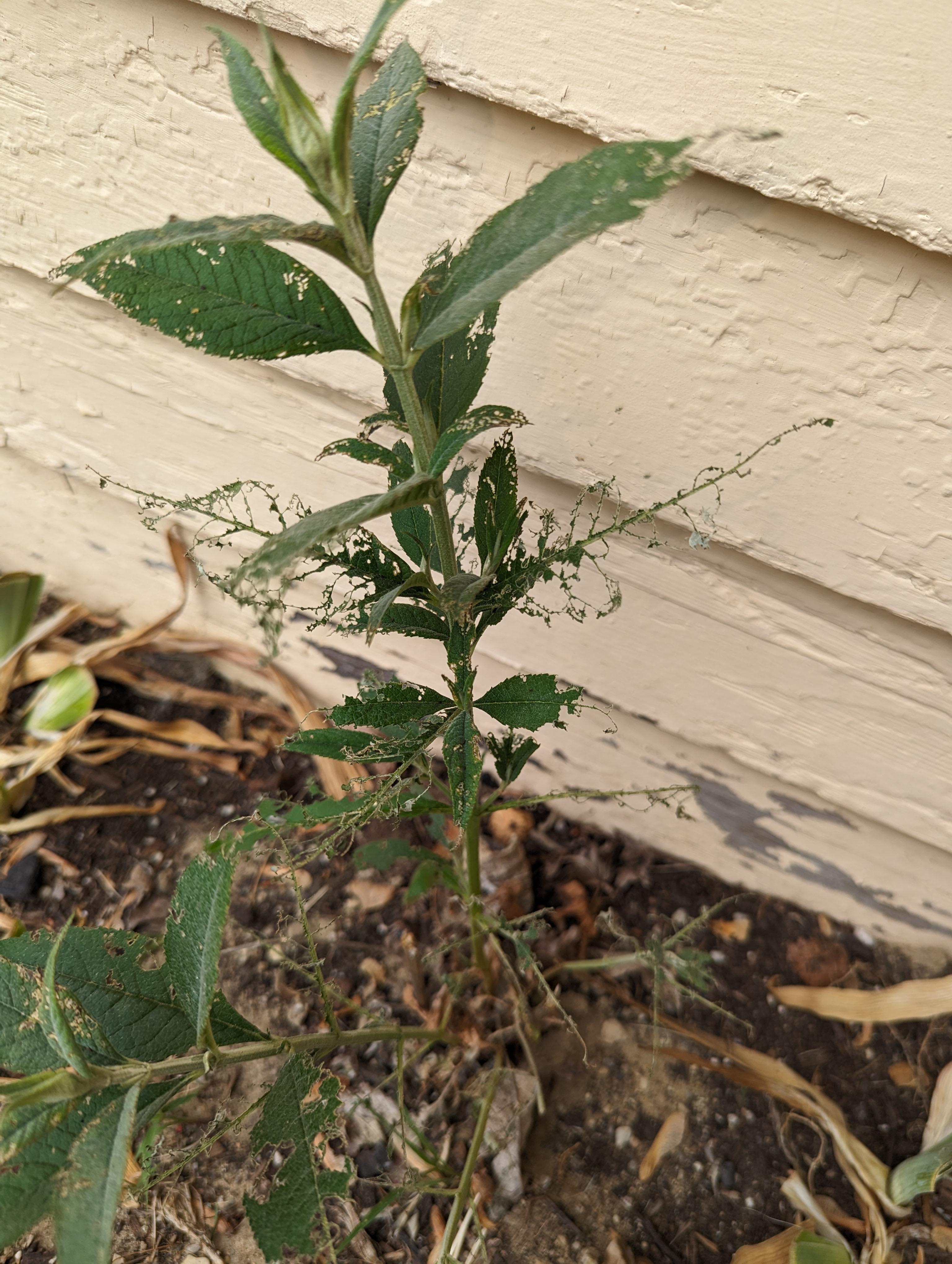 What's eating my butterfly bush? r/gardening