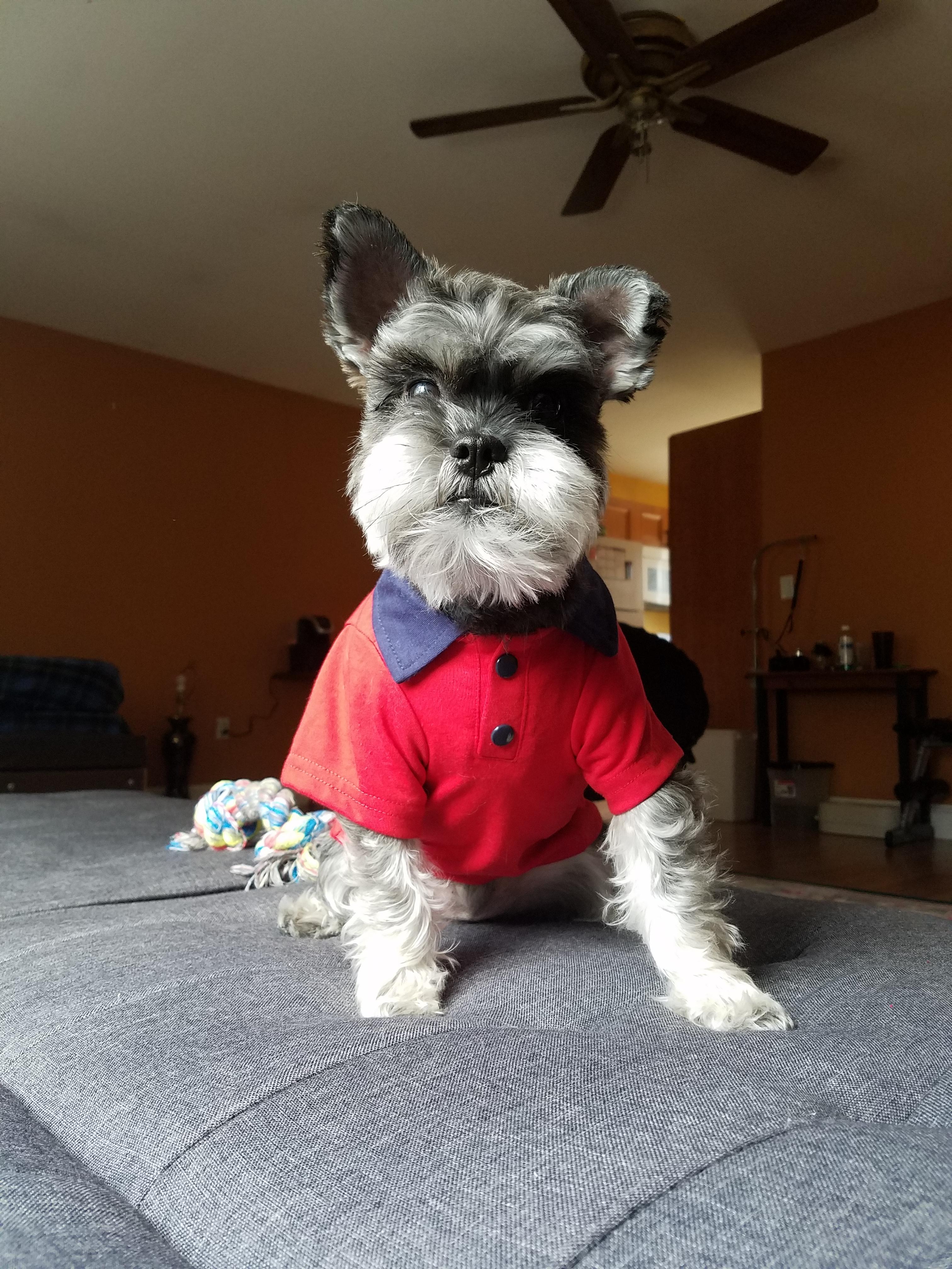 Hi reddit. My first post! Meet my dog! His name is bourbon. aww