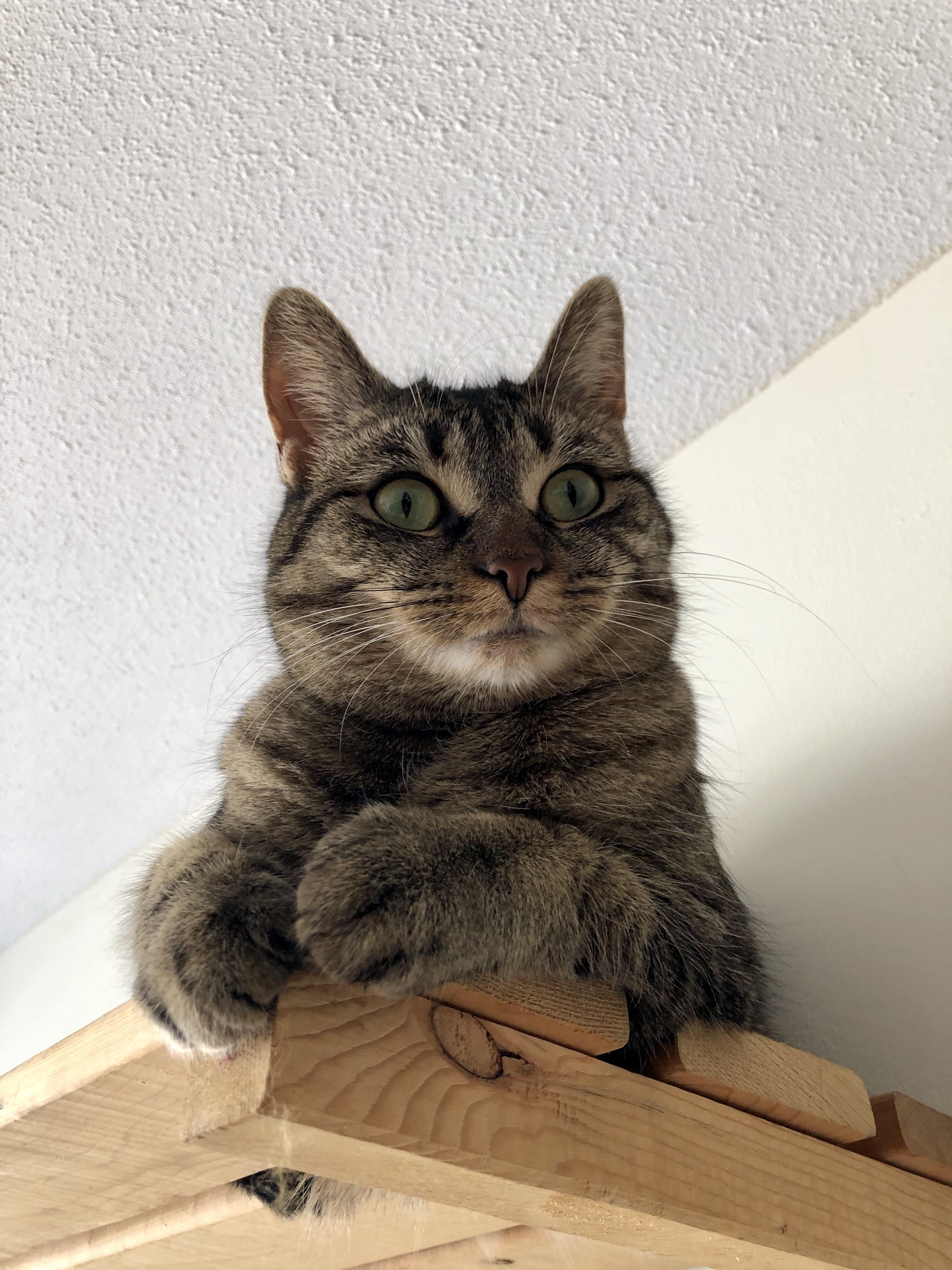 Alice looking judgemental r/cat