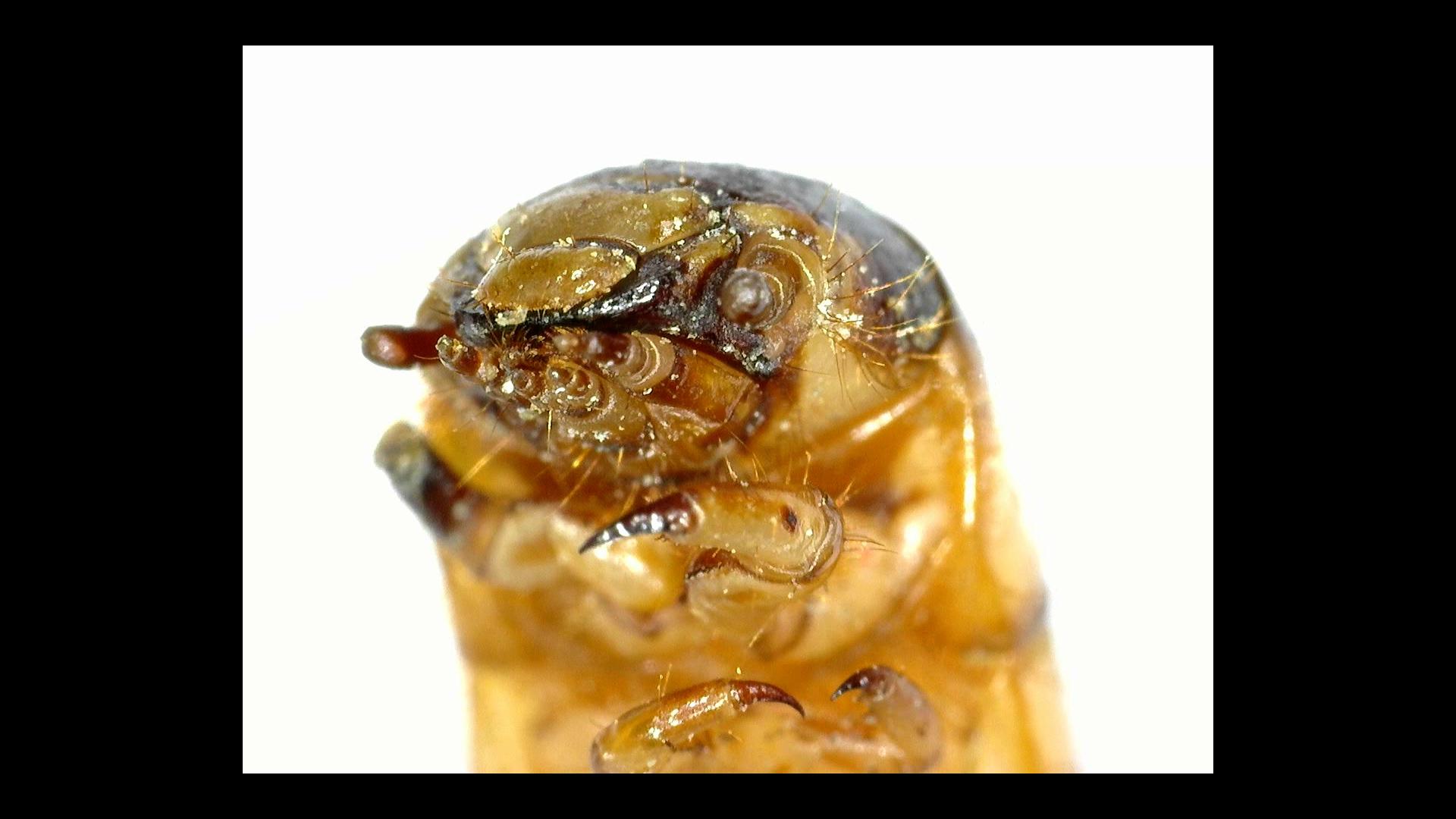 Face of a mealworm oddlyterrifying