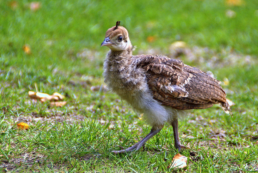 Baby peacocks are surprisingly cute! r/aww